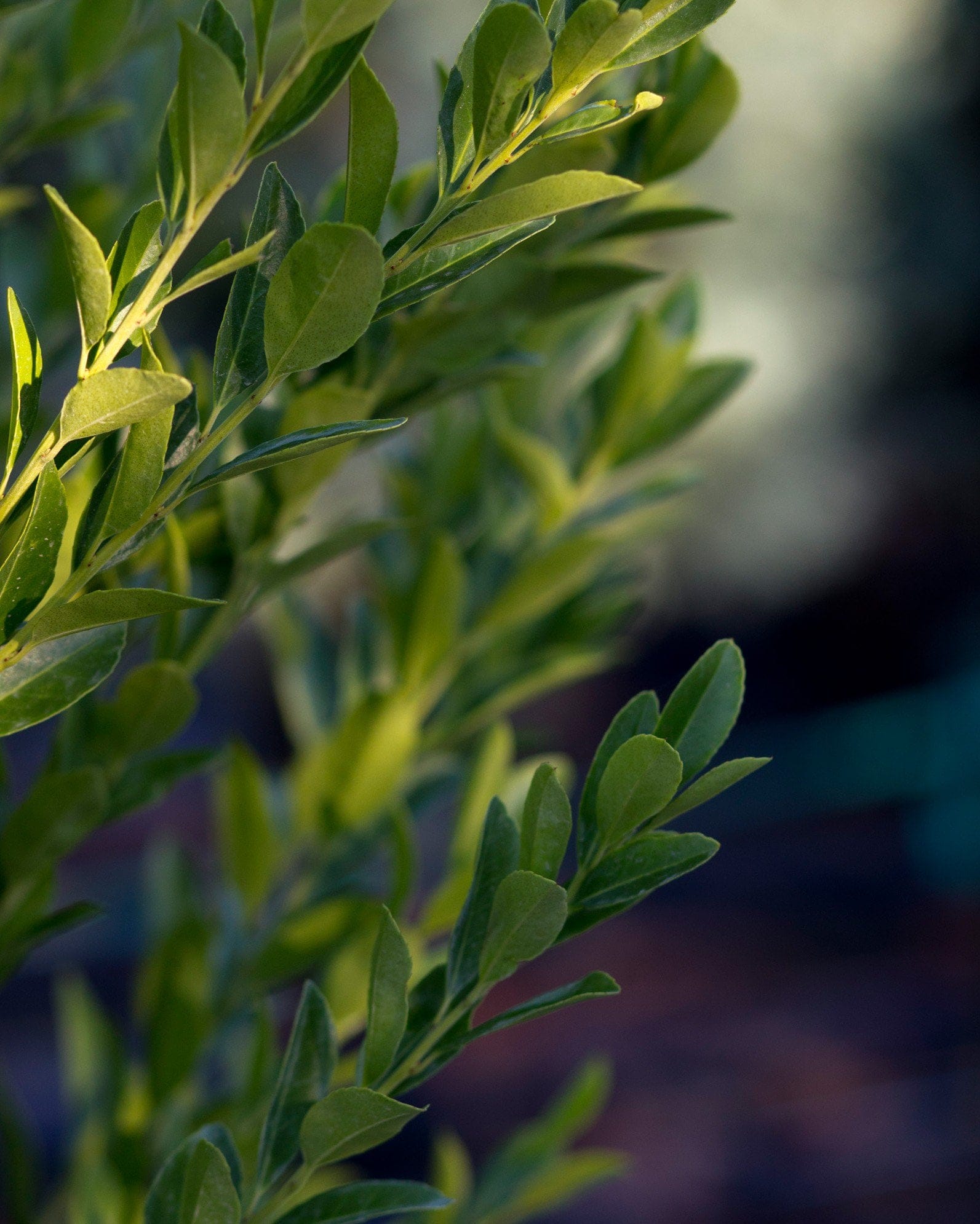 Emerald Colonnade Holly - view 5