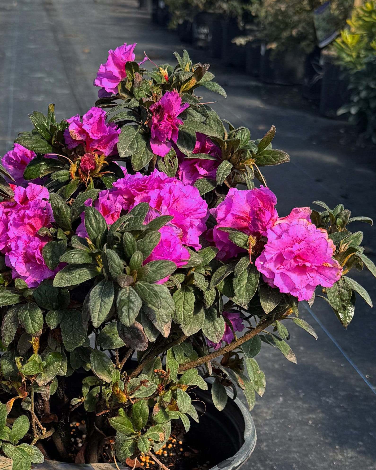 Encore Azalea Autumn Majesty - view 2