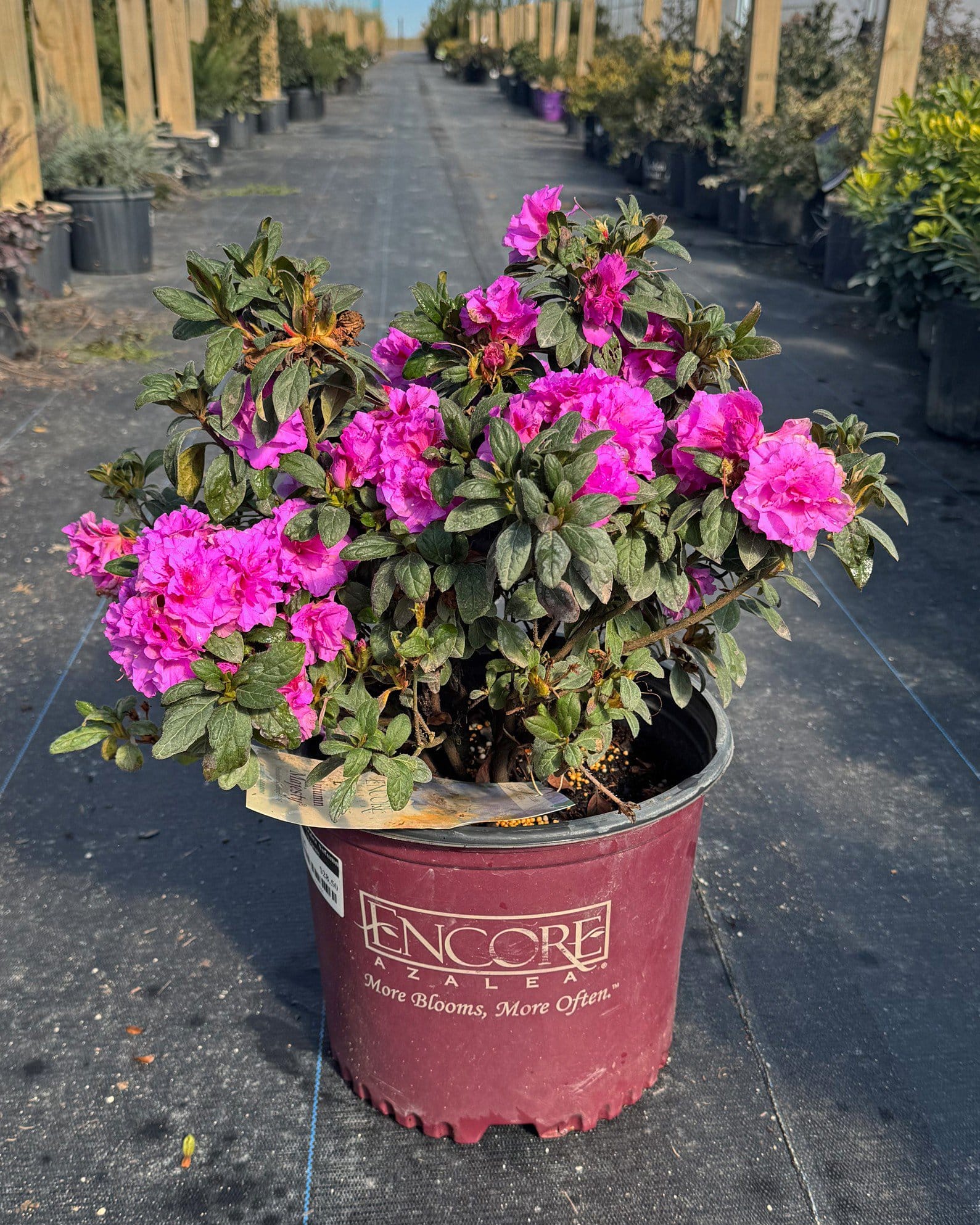 Encore Azalea Autumn Majesty - view 3