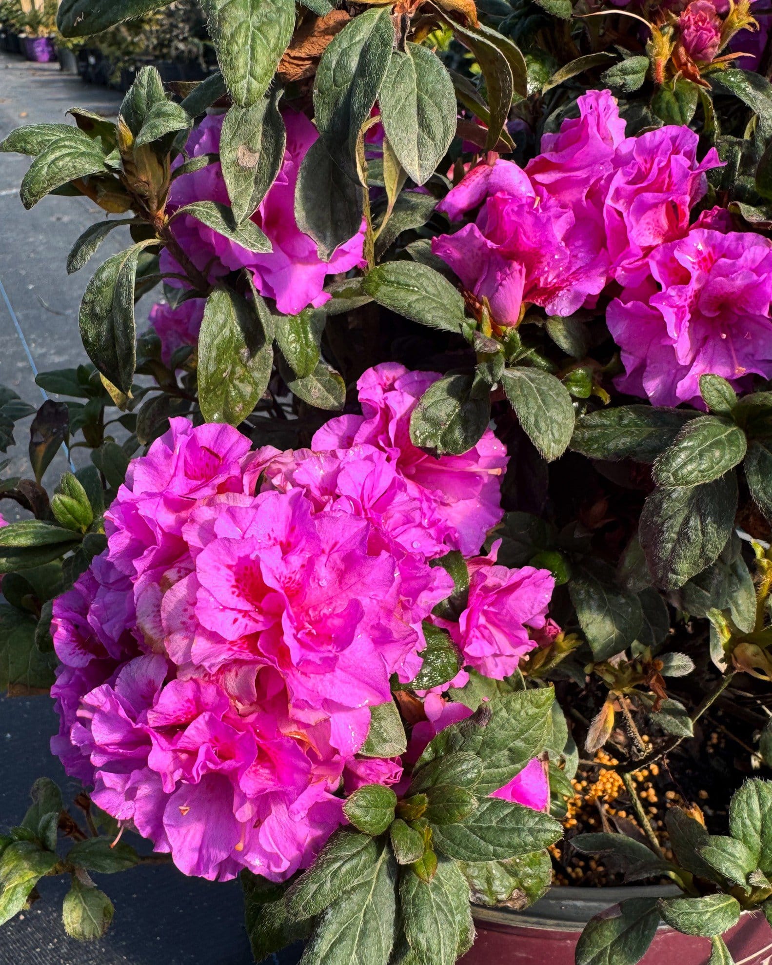 Encore Azalea Autumn Majesty - view 4