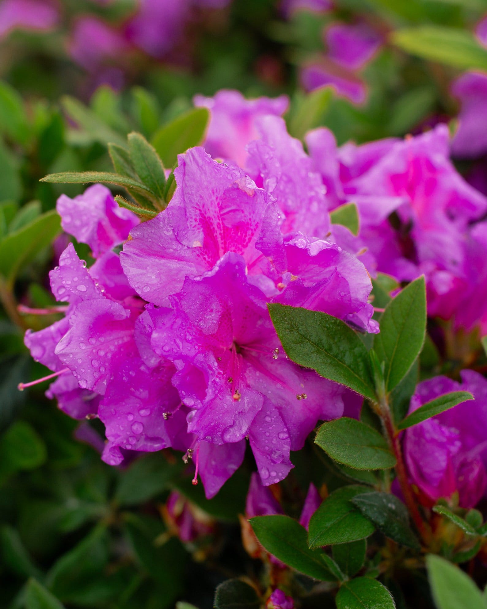 Encore Azalea Autumn Royalty