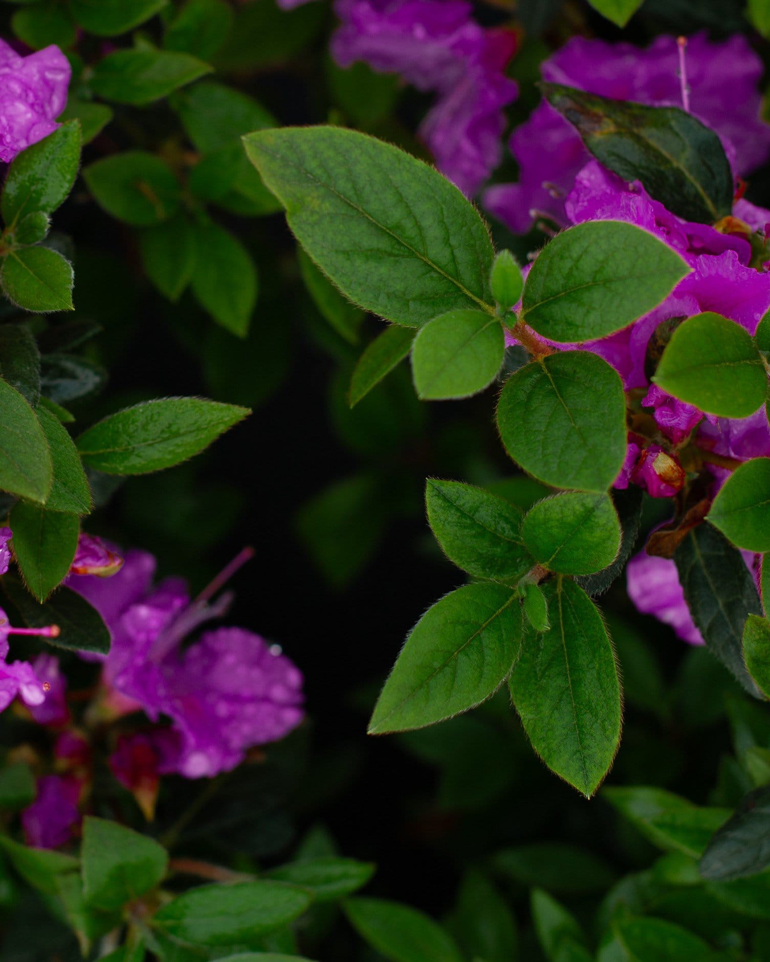 Encore Azalea Autumn Royalty - view 3