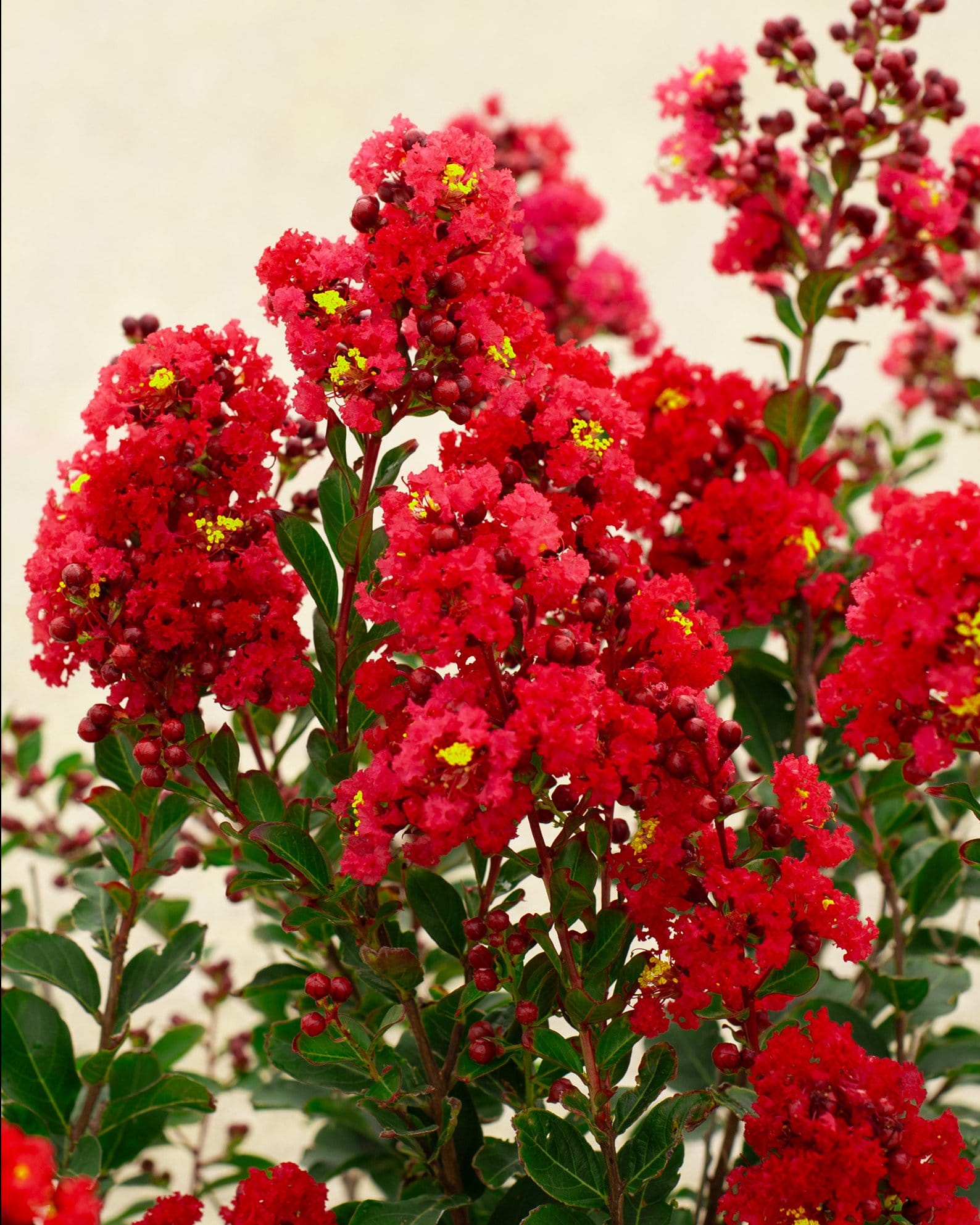 Enduring Red Crape Myrtle