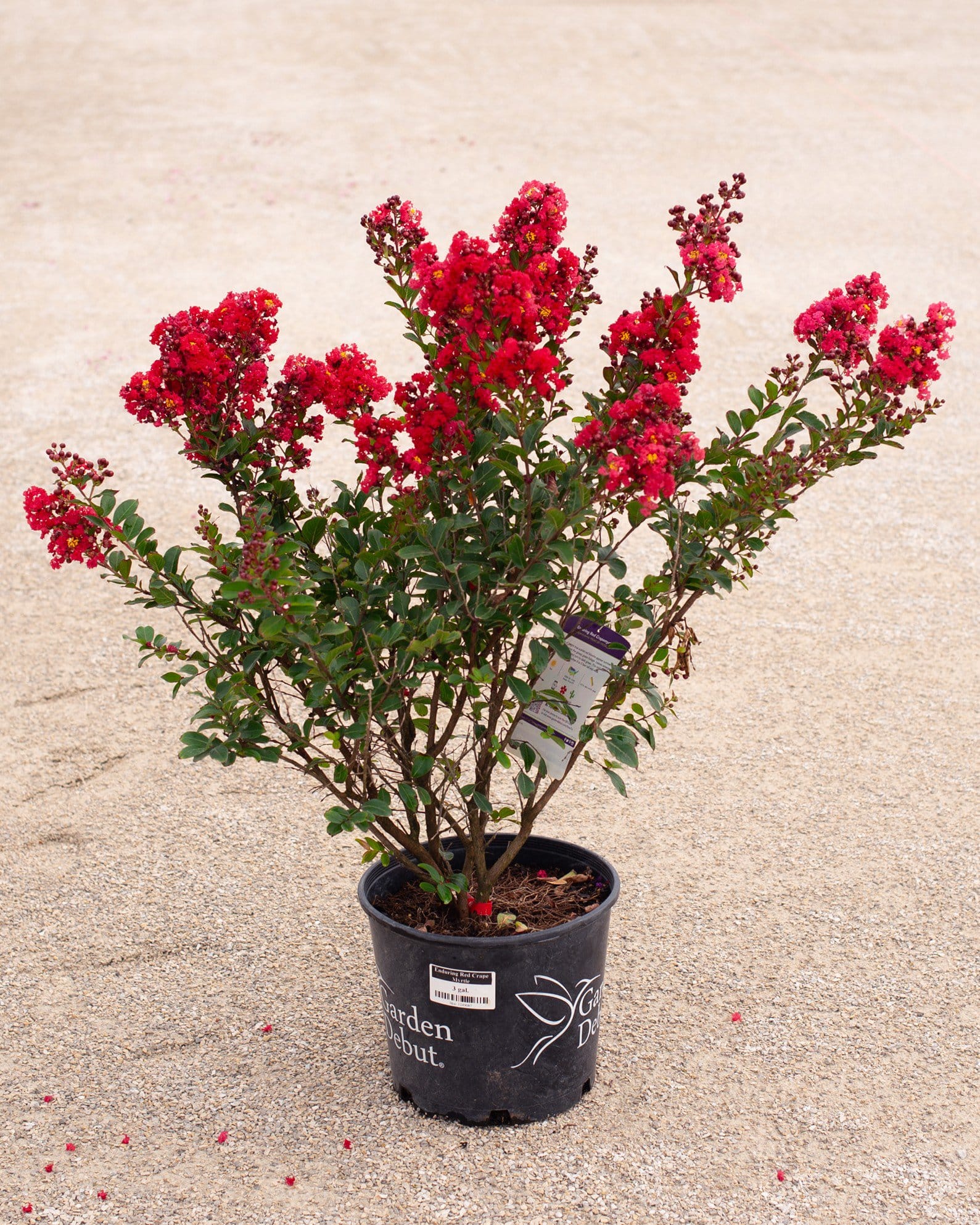 Enduring Red Crape Myrtle - view 2