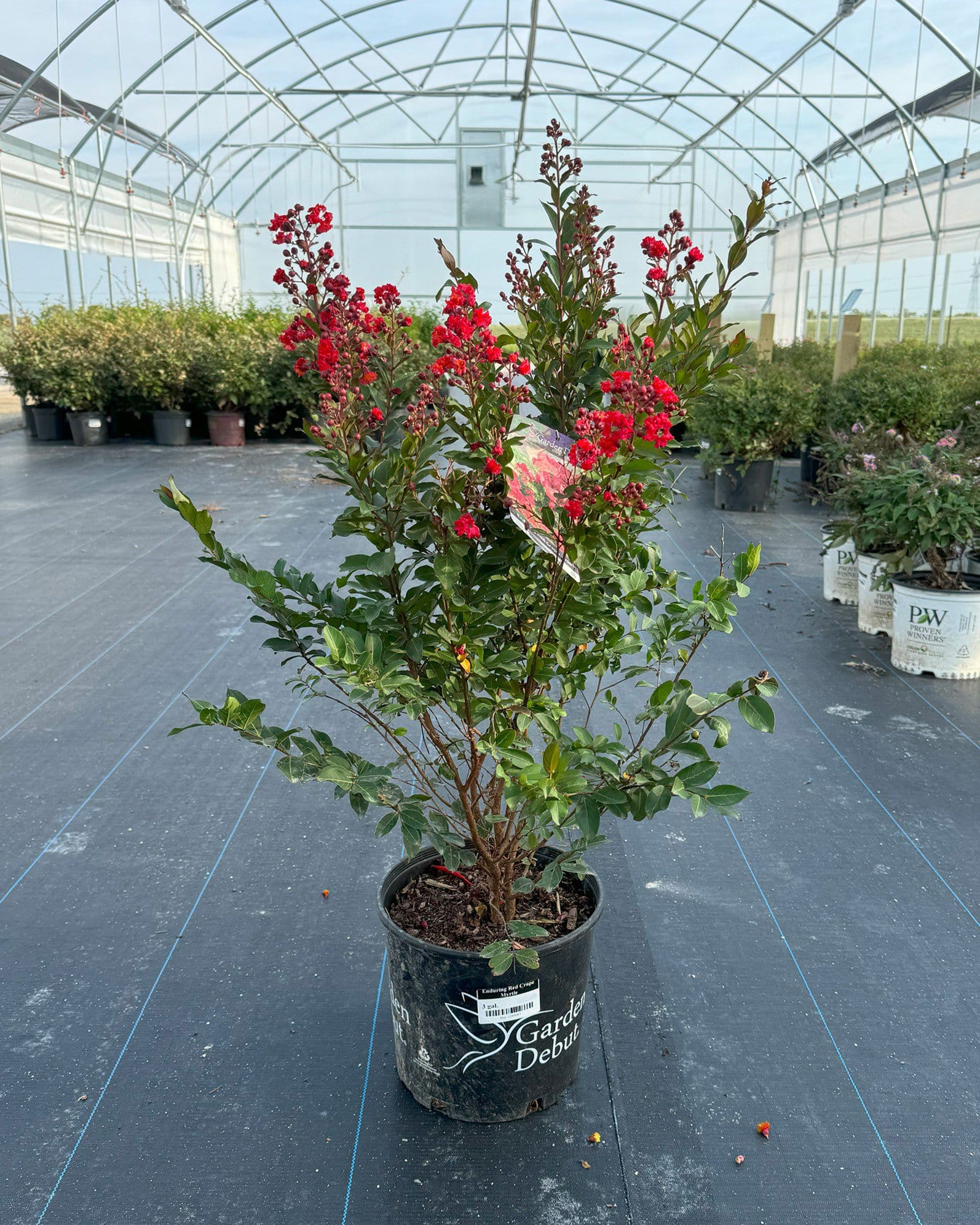 Enduring Red Crape Myrtle - view 3