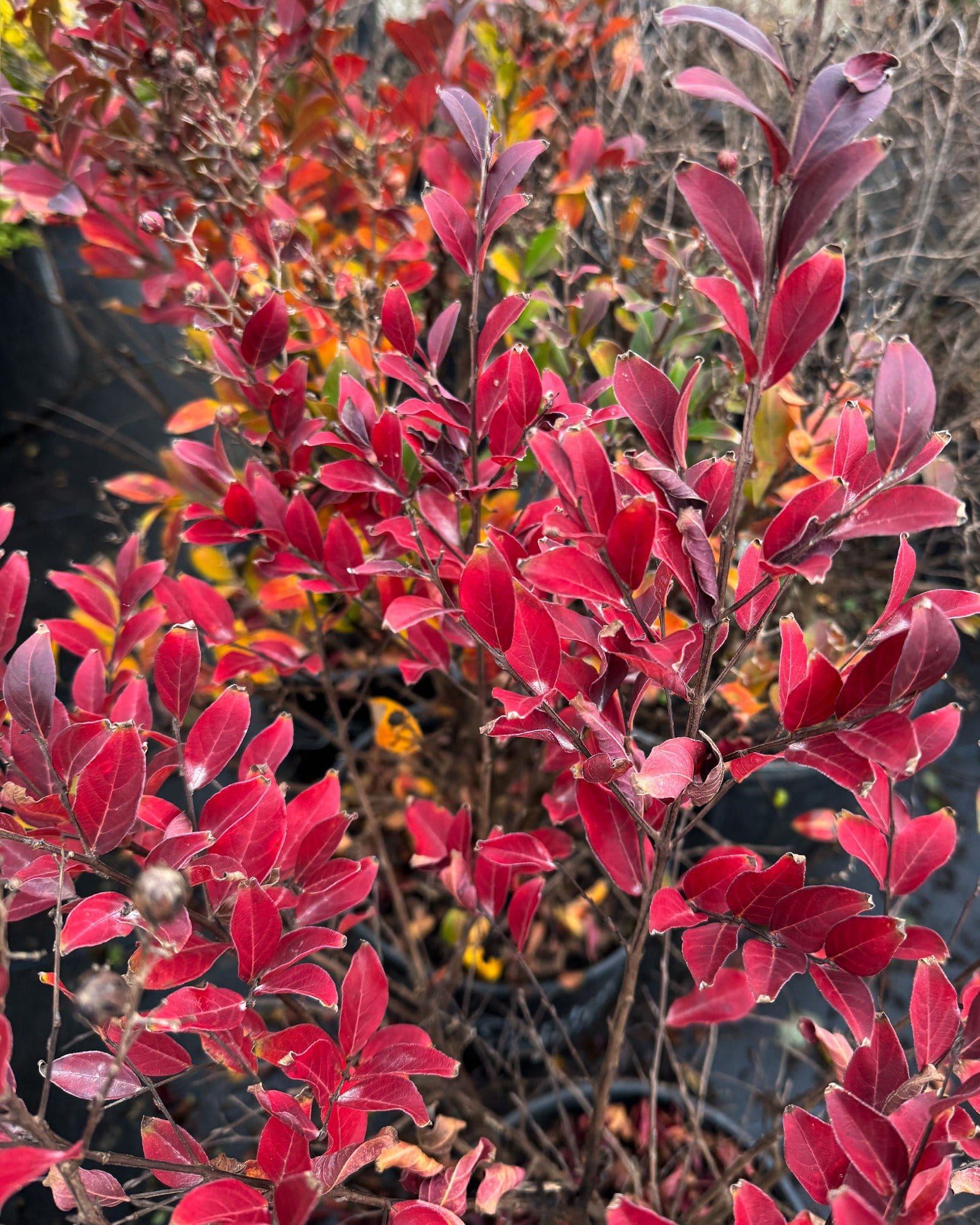 Enduring Red Crape Myrtle - view 4