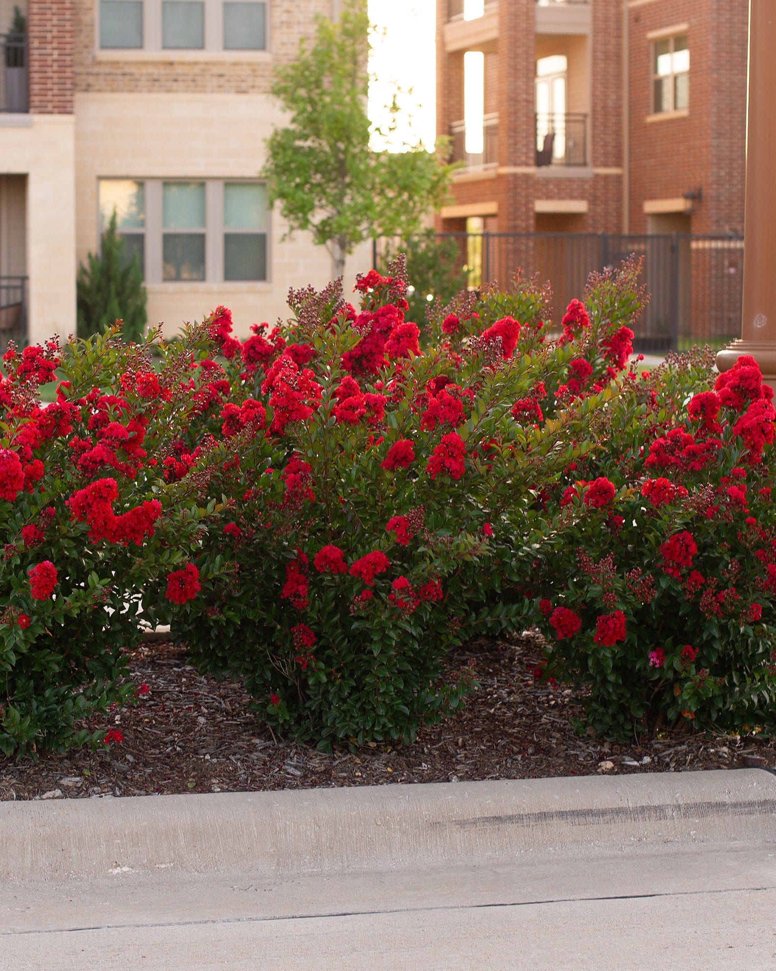 Enduring Red Crape Myrtle - view 5