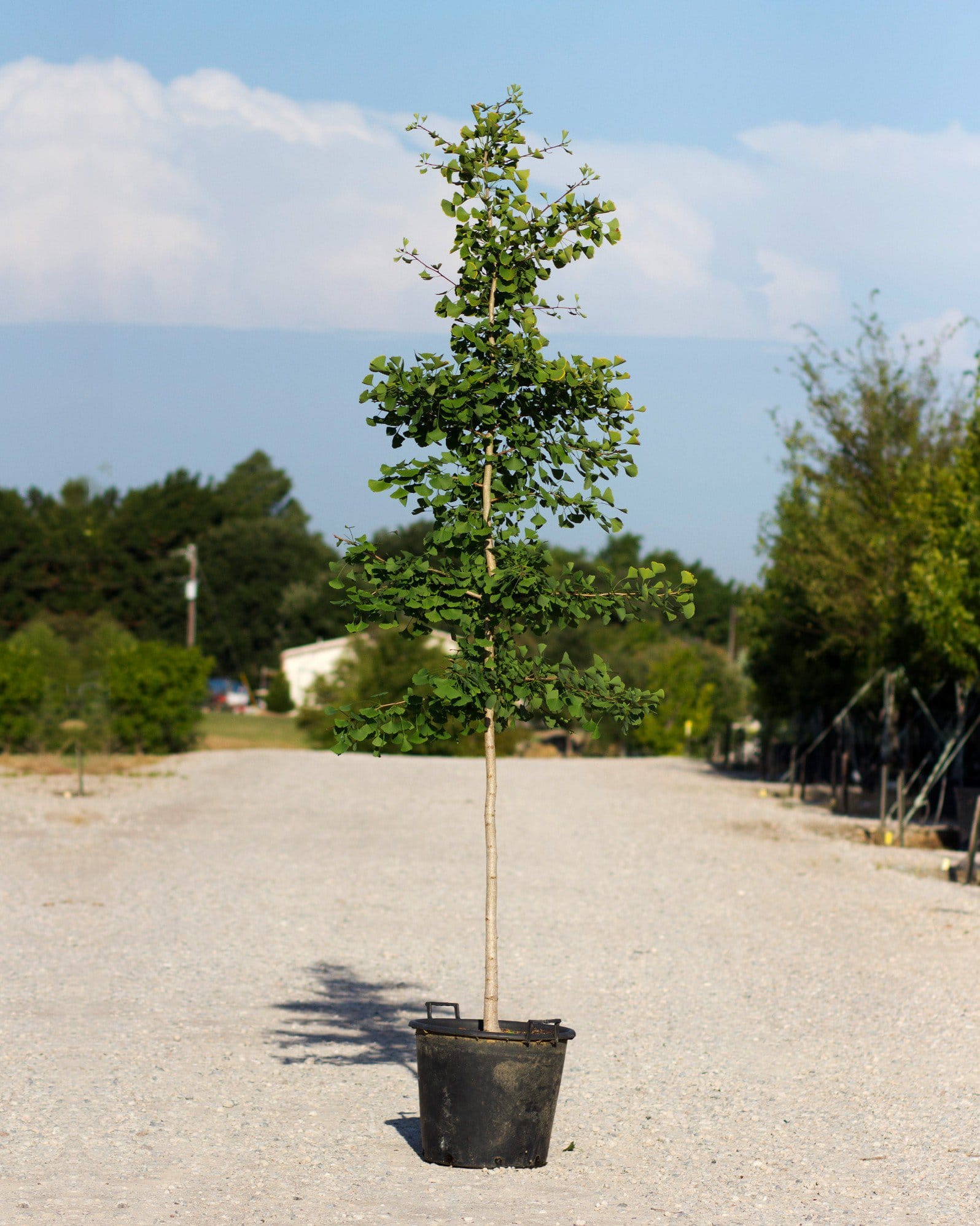 Golden Colonnade Ginkgo