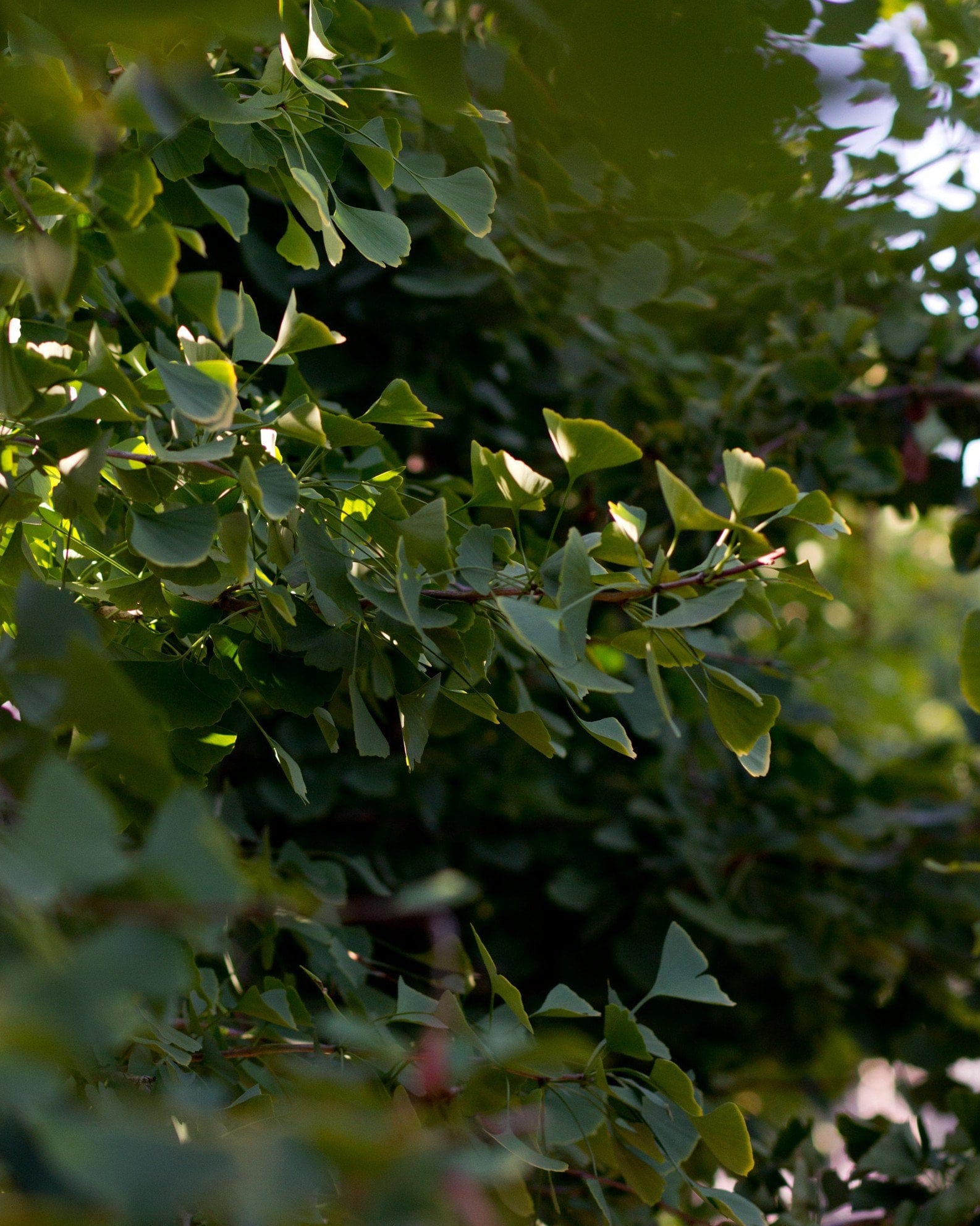 Golden Colonnade Ginkgo - view 2