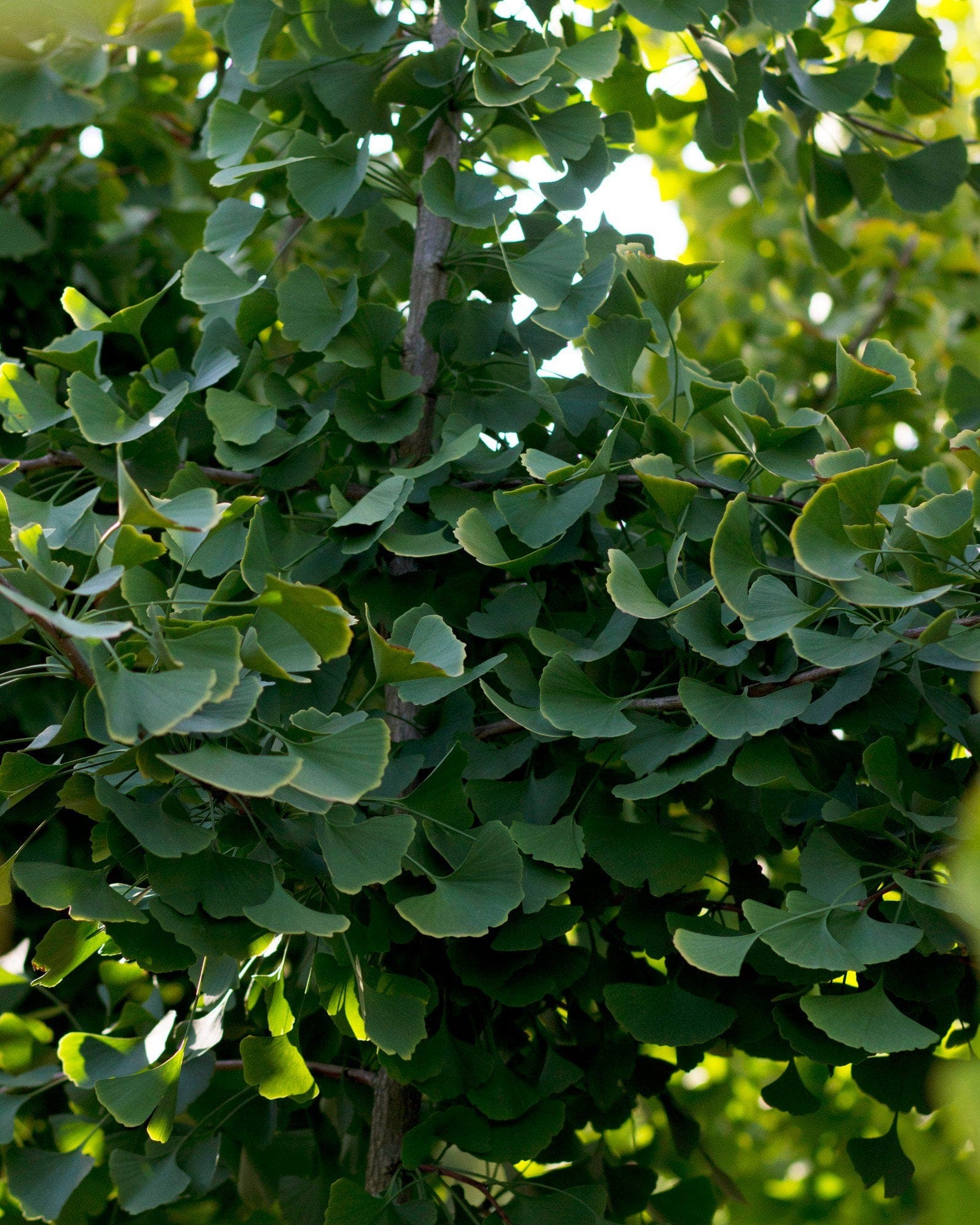 Golden Colonnade Ginkgo - view 4
