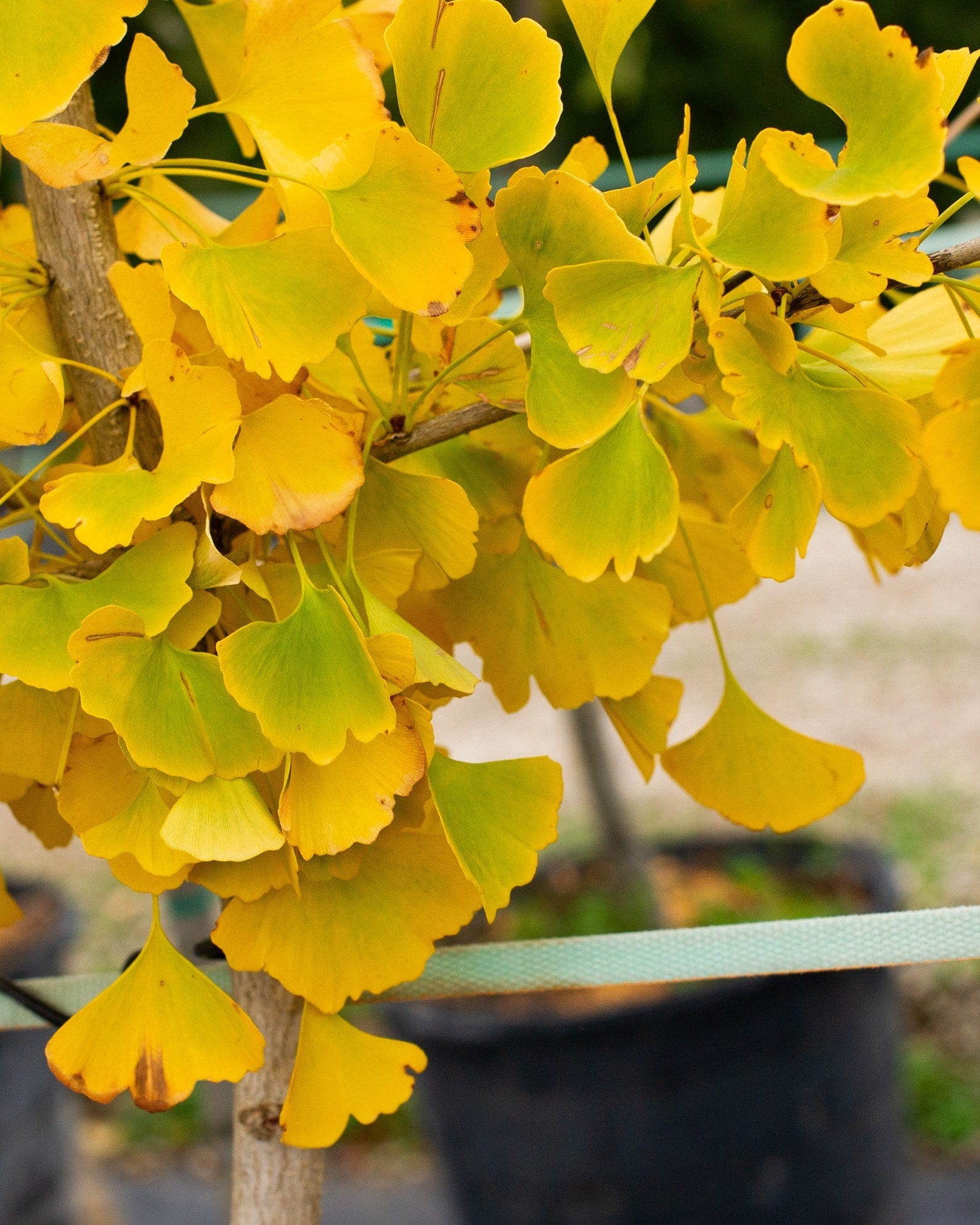 Golden Colonnade Ginkgo - view 5