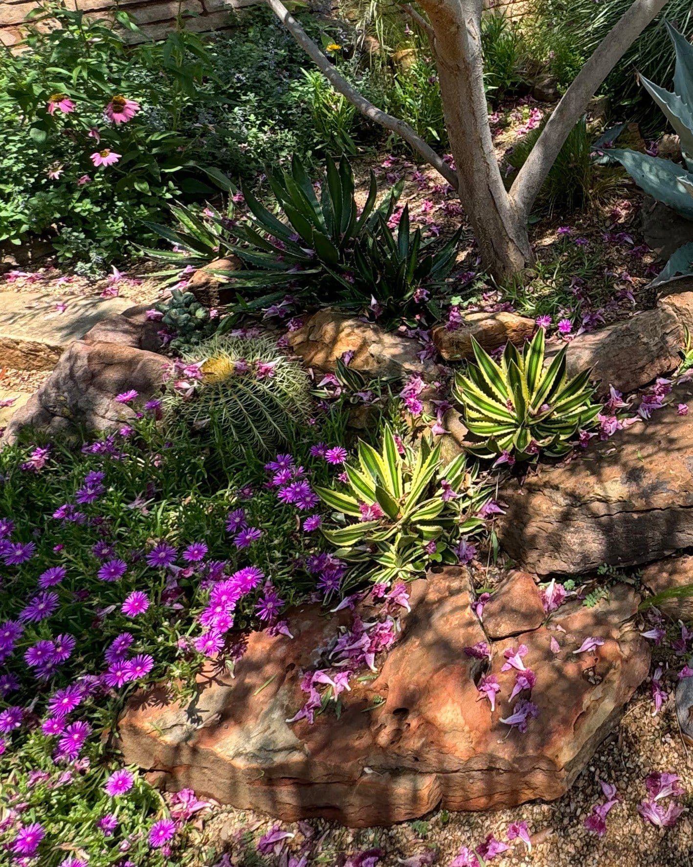 Golden Barrel Cactus - view 2