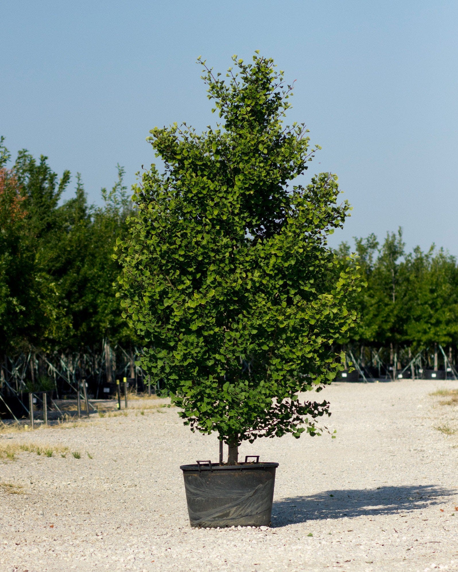 Grindstone Ginkgo