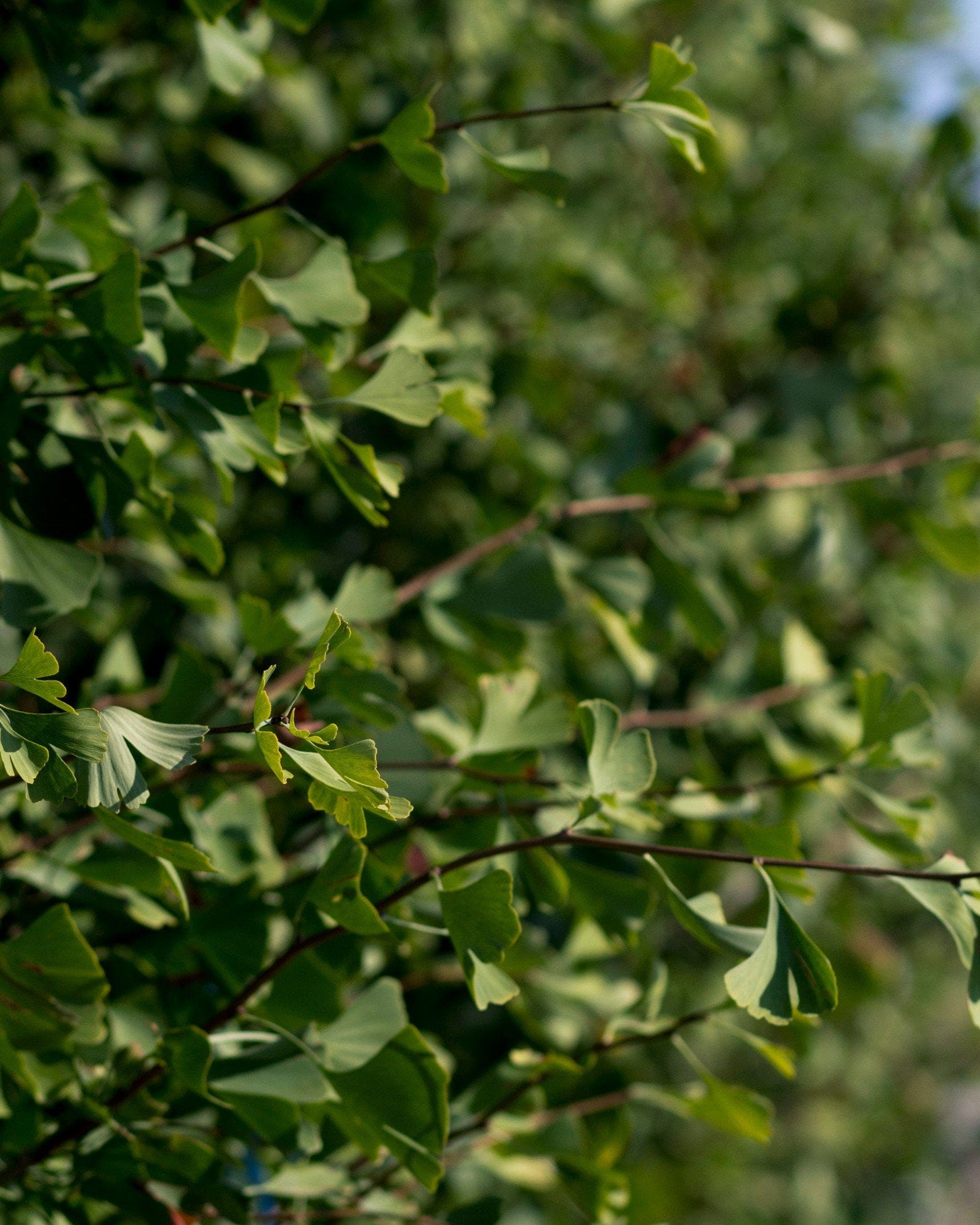 Grindstone Ginkgo - view 2