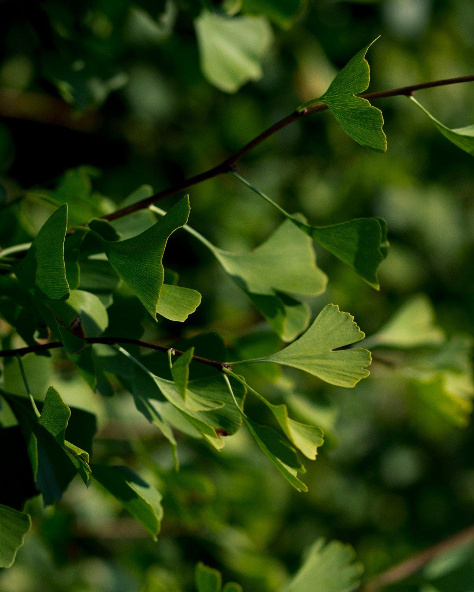 Grindstone Ginkgo - view 3