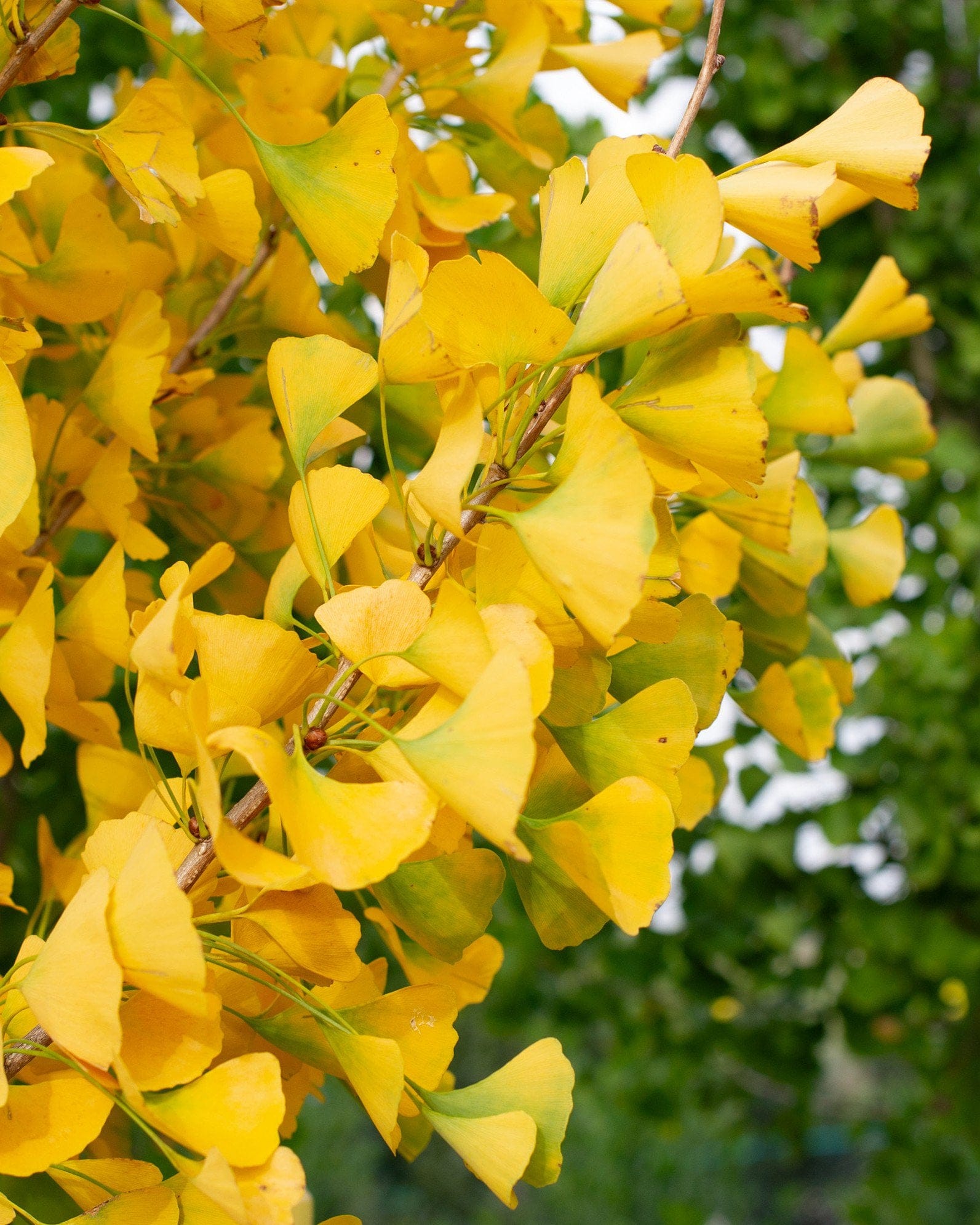 Grindstone Ginkgo - view 4