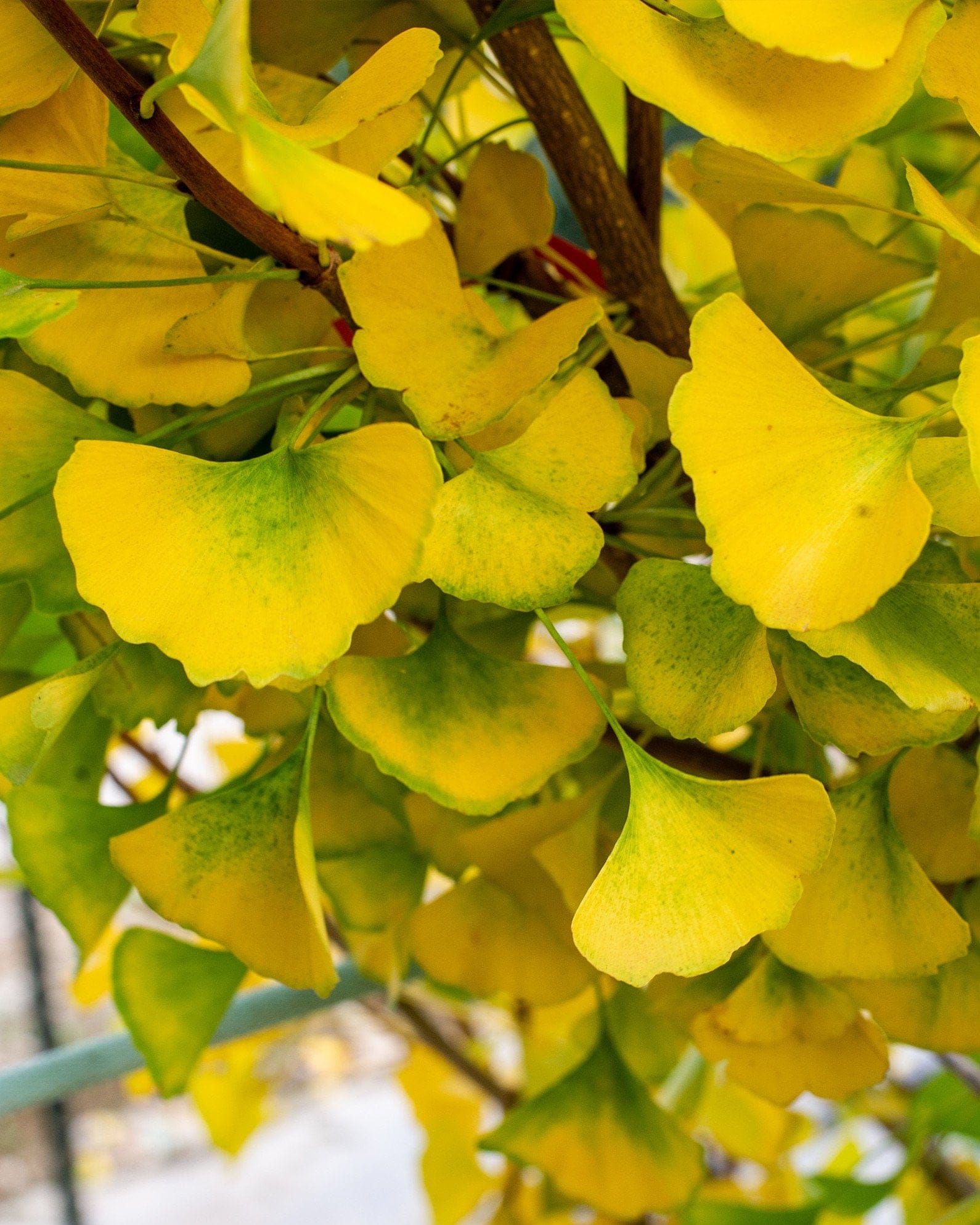Grindstone Ginkgo - view 5