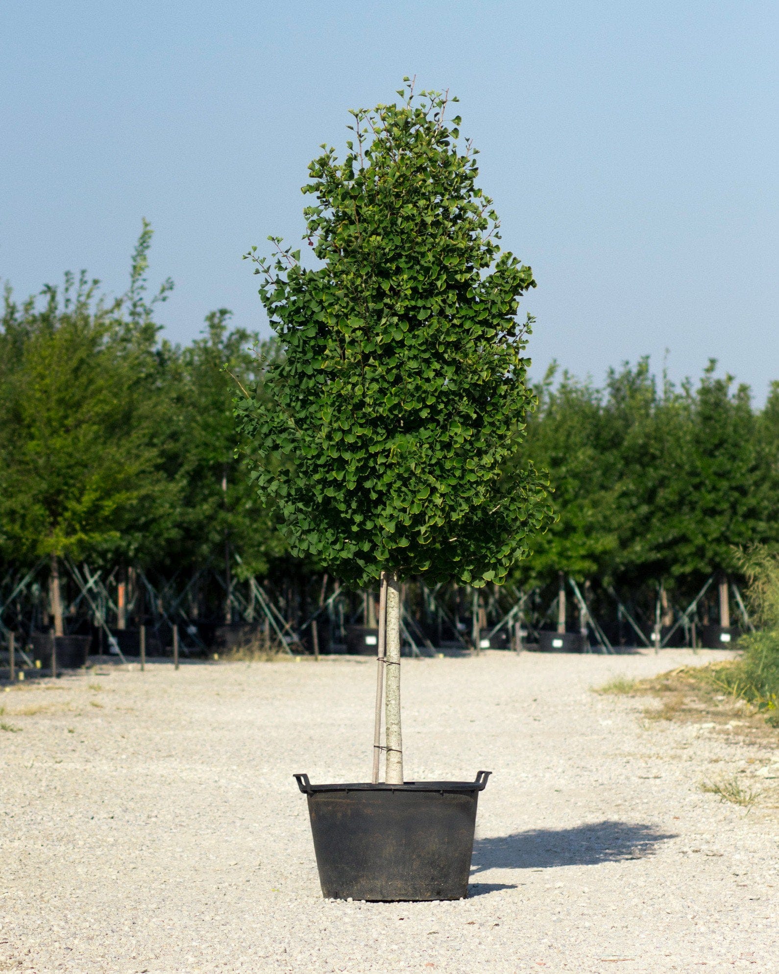 Presidential Gold Ginkgo