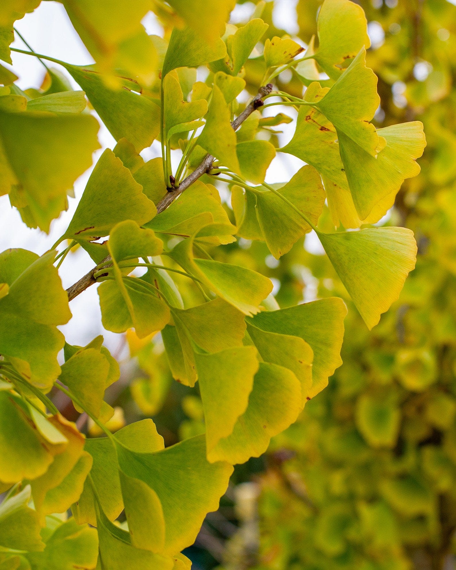 Presidential Gold Ginkgo - view 2