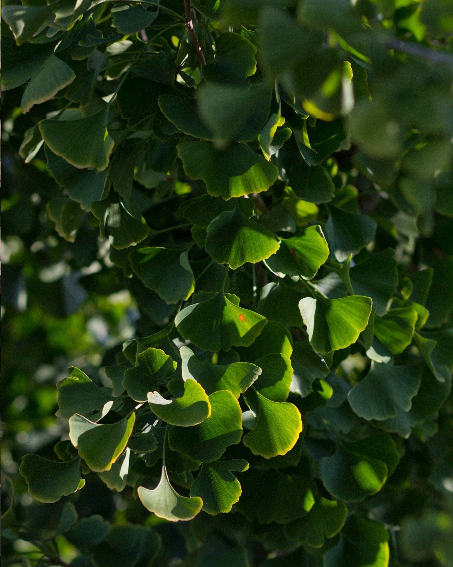 Presidential Gold Ginkgo - view 3