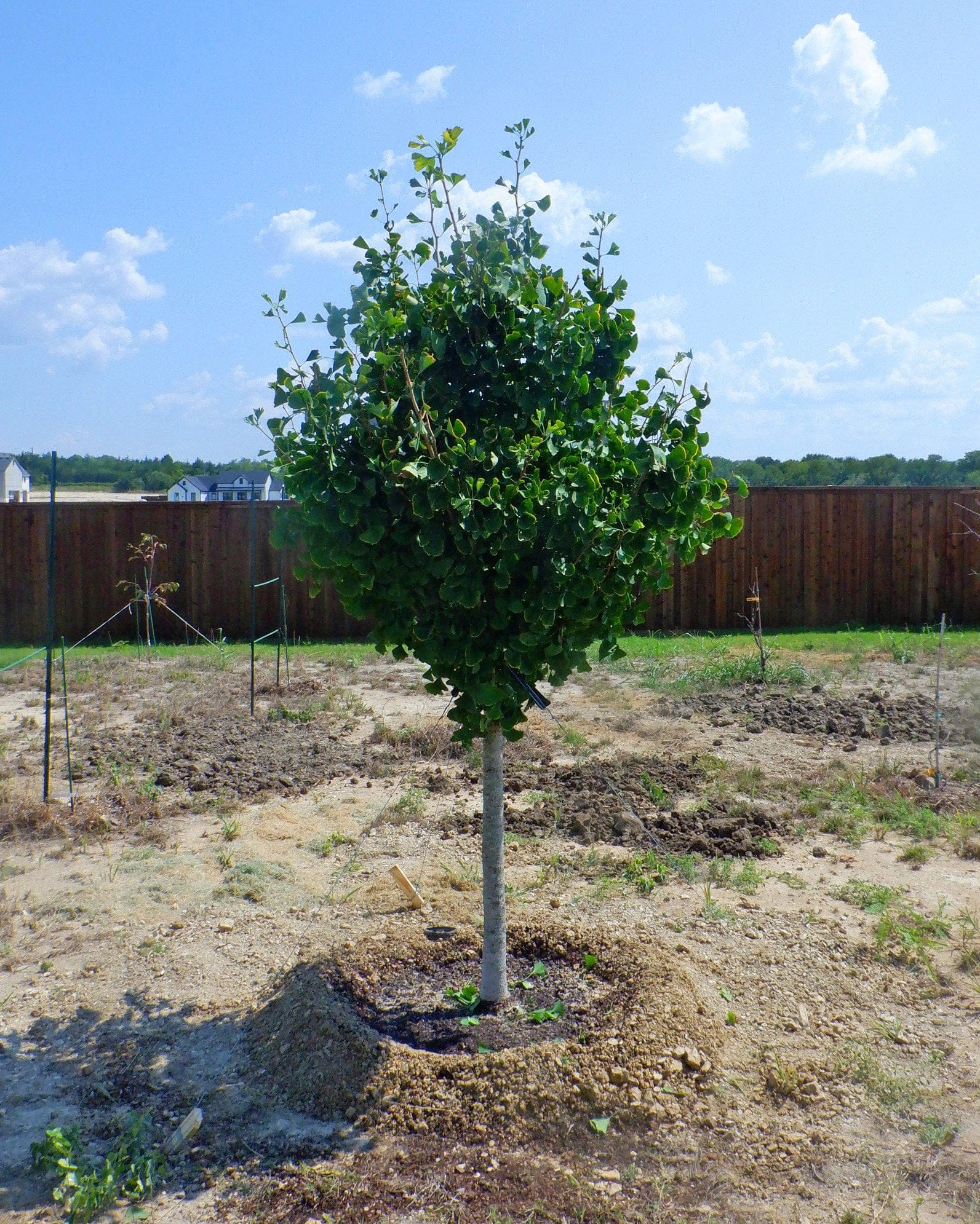 Presidential Gold Ginkgo - view 4