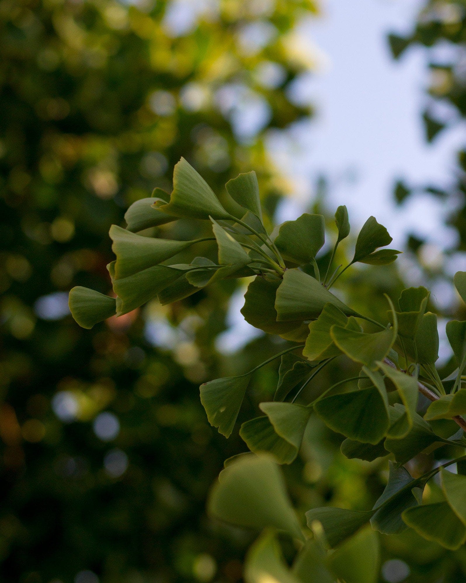 Presidential Gold Ginkgo - view 5