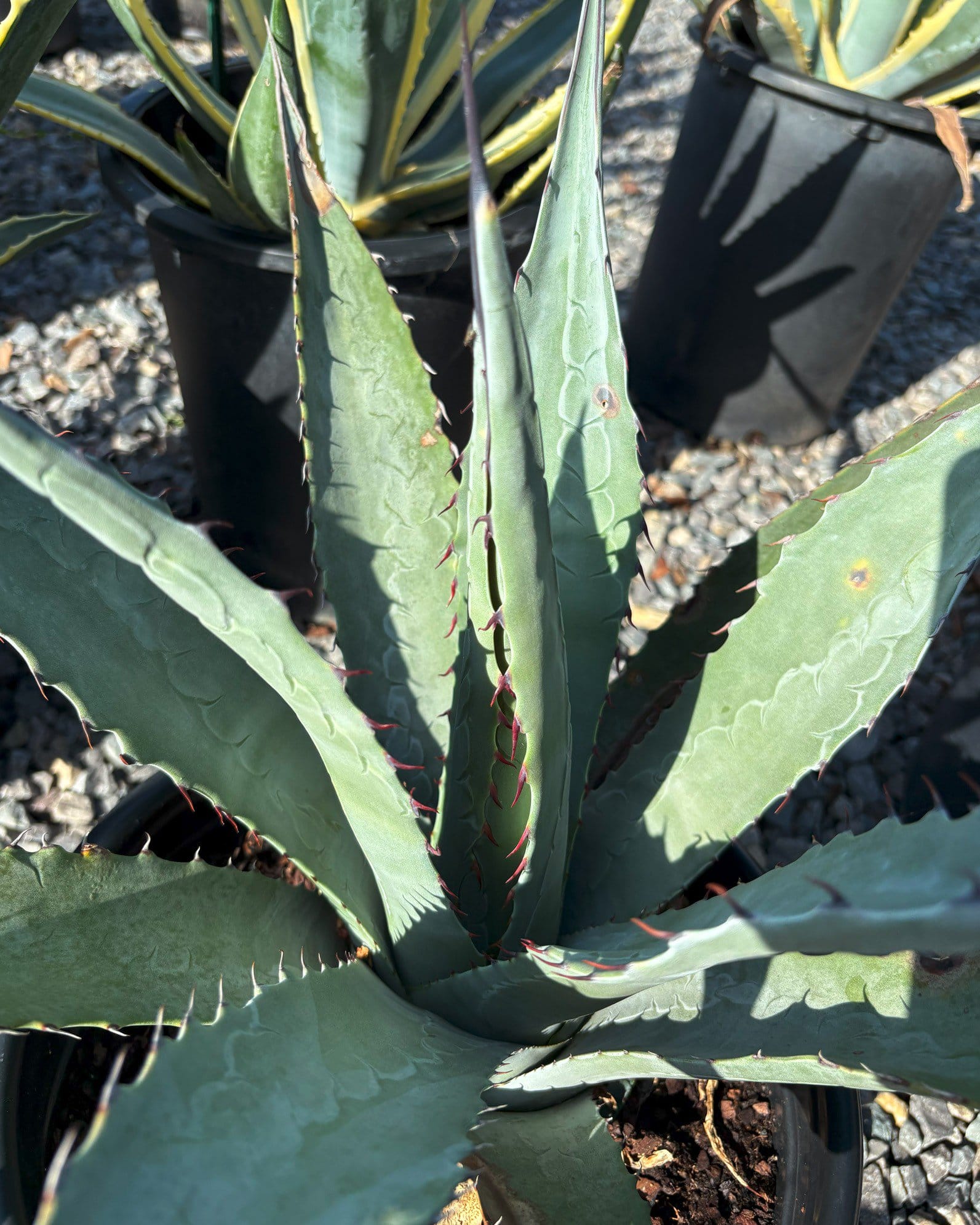 Goldenflower Agave - view 2