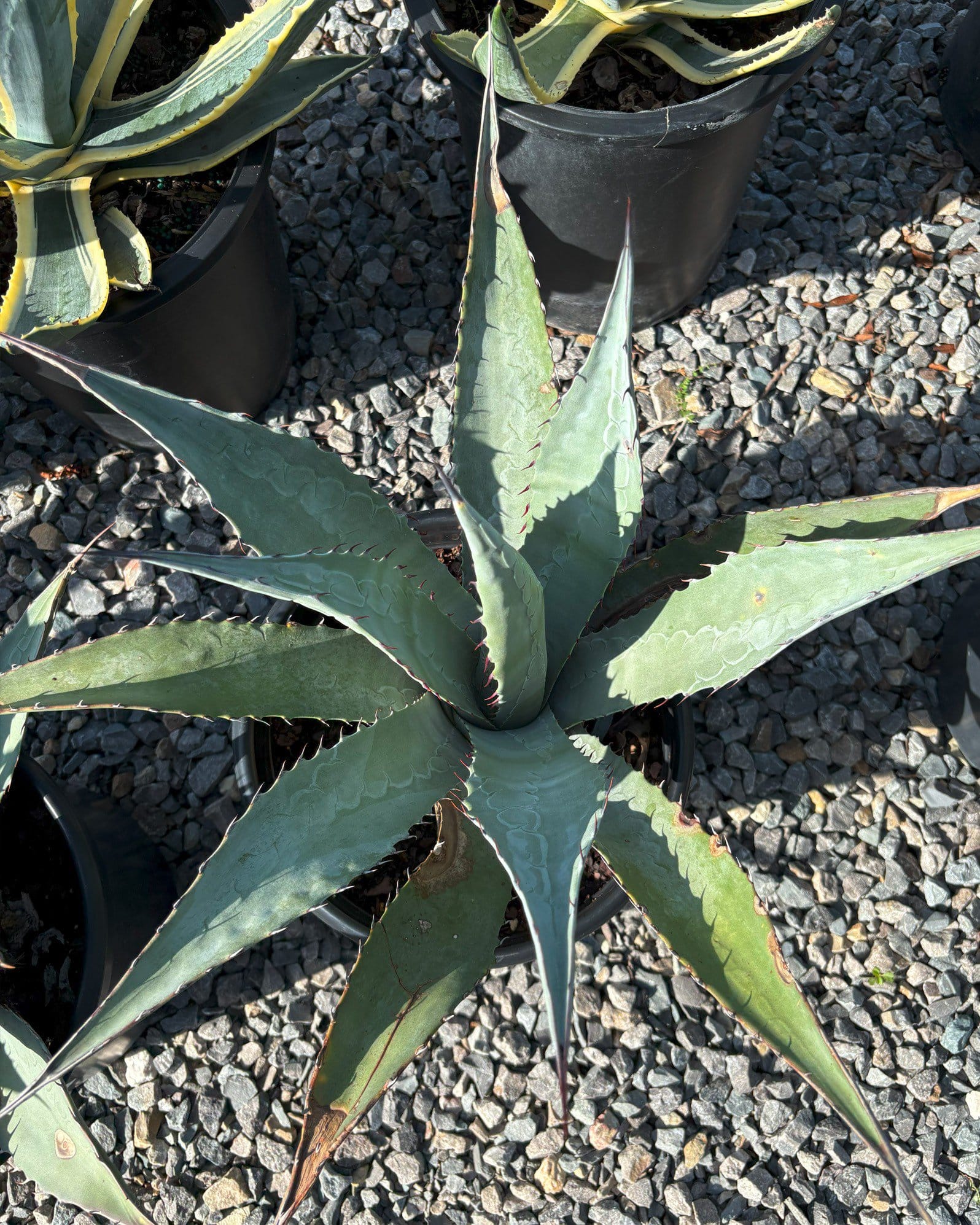 Goldenflower Agave - view 3