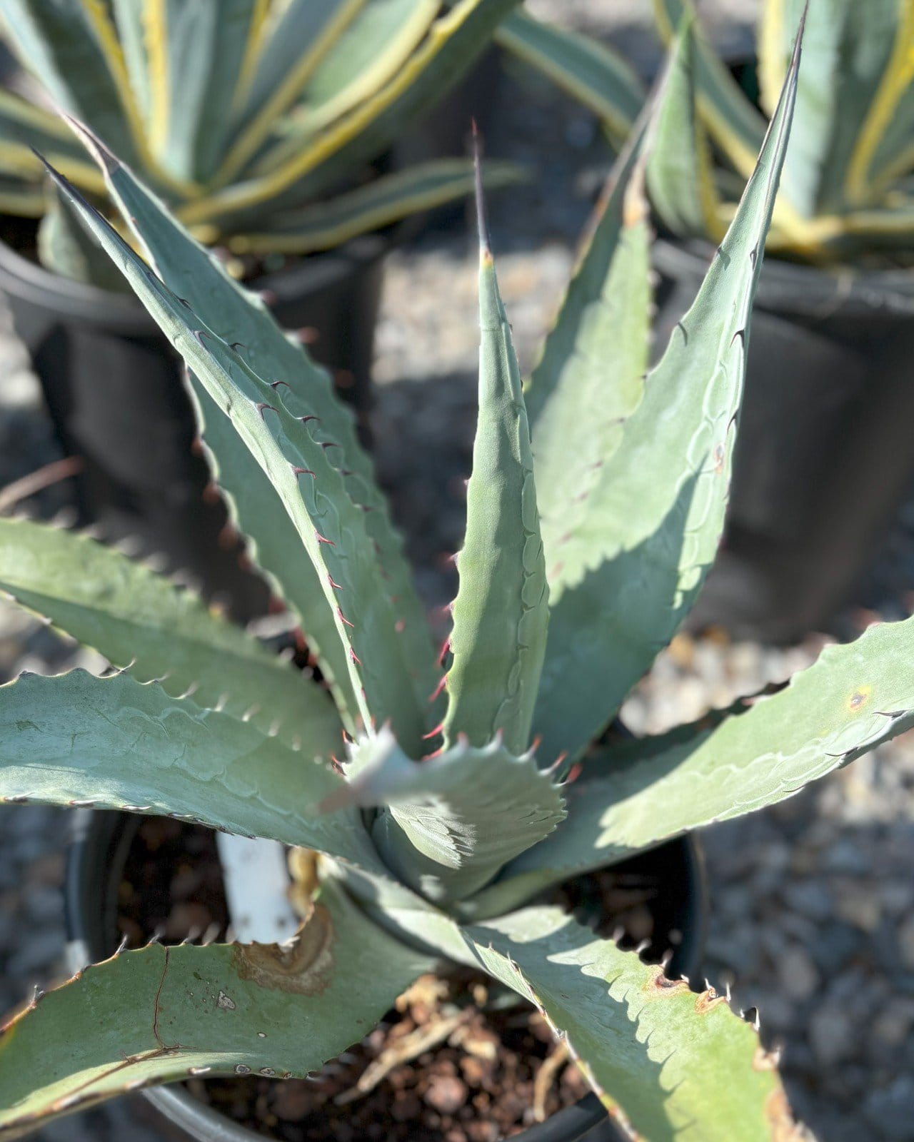 Goldenflower Agave - view 4