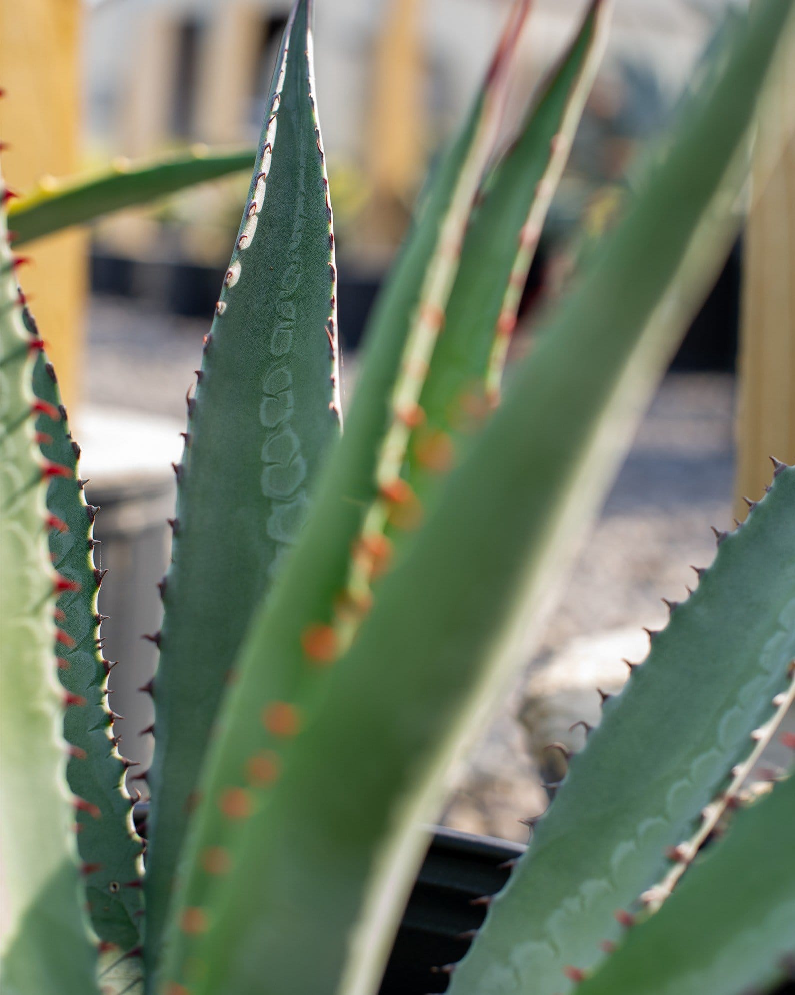 Goldenflower Agave - view 5