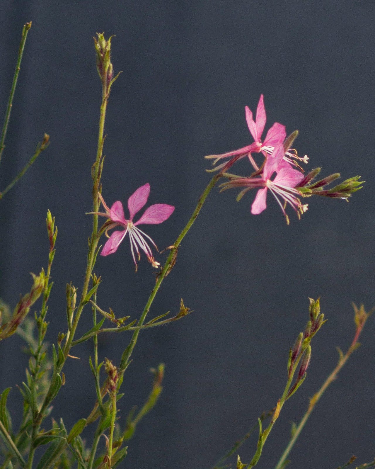 Graceful Pink Gaura - Main Image