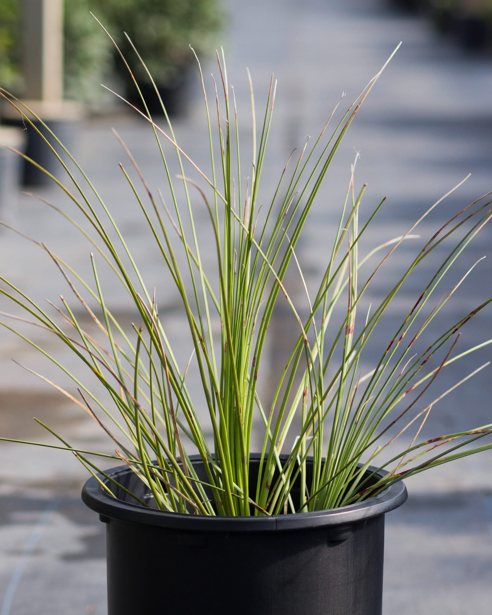 Grassy Sotol