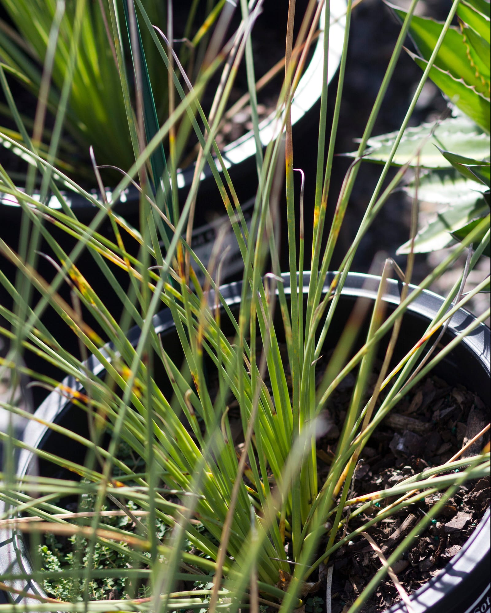 Grassy Sotol - view 2