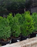 Green Mountain Boxwood thumbnail 2