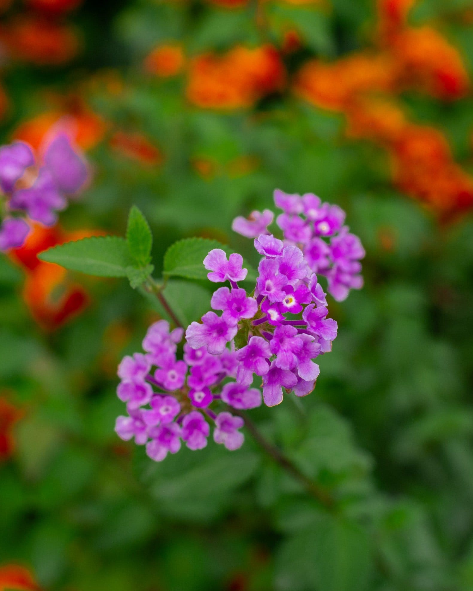 Purple Trailing Lantana - view 2