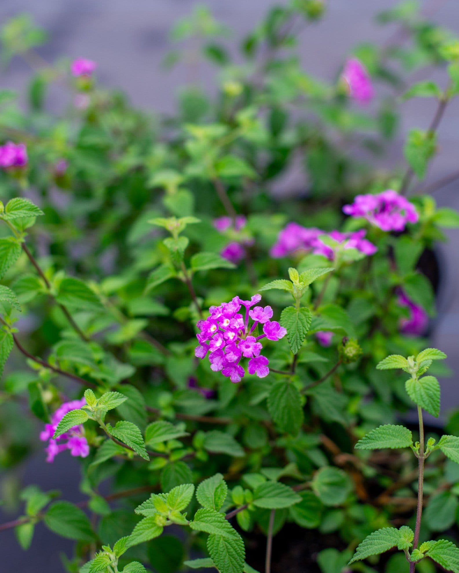 Purple Trailing Lantana - view 3