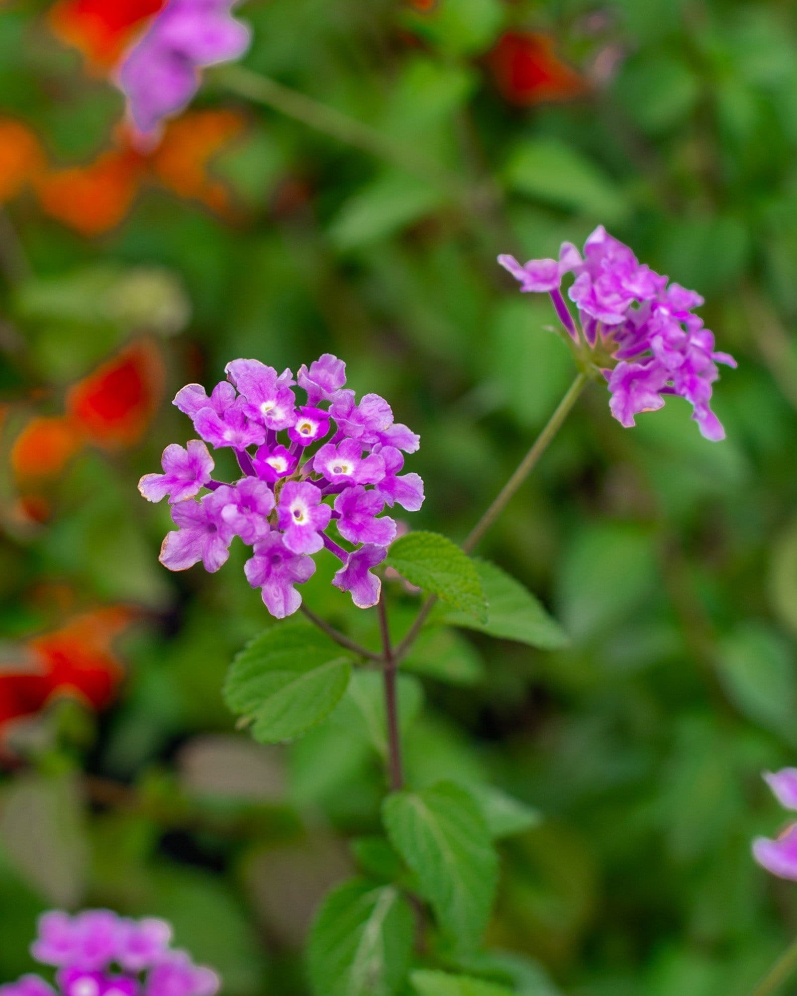 Purple Trailing Lantana - view 4