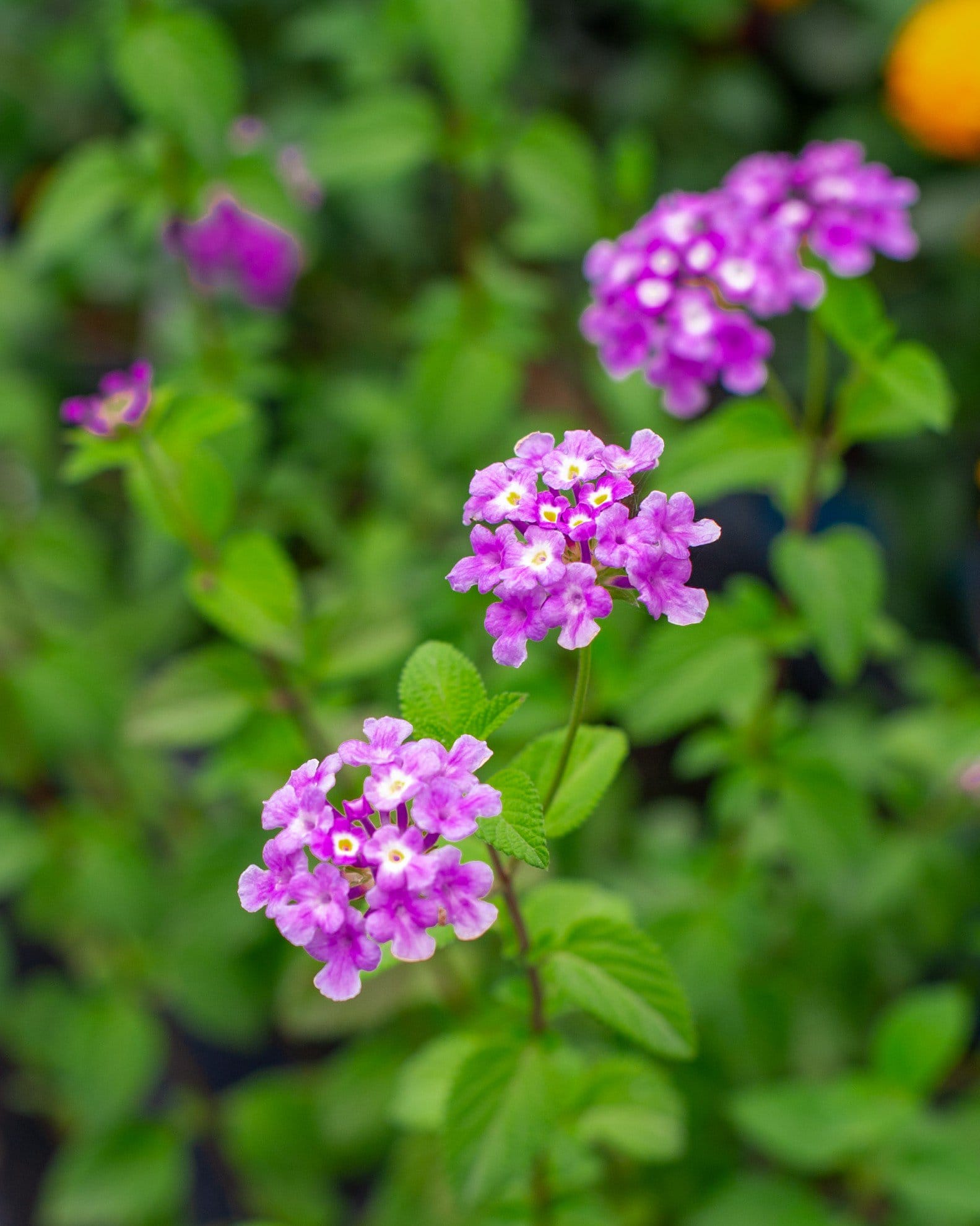 Purple Trailing Lantana - view 5