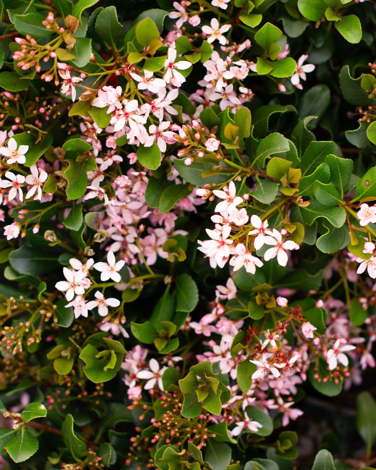 Indian Hawthorn Eleanor Tabor - view 2