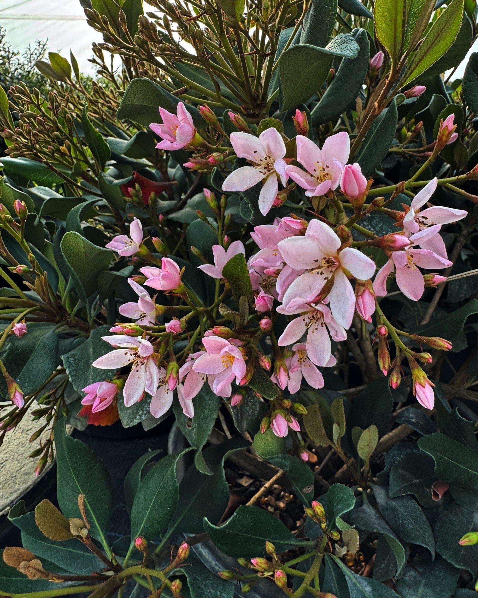Indian Hawthorn Eleanor Tabor - view 3