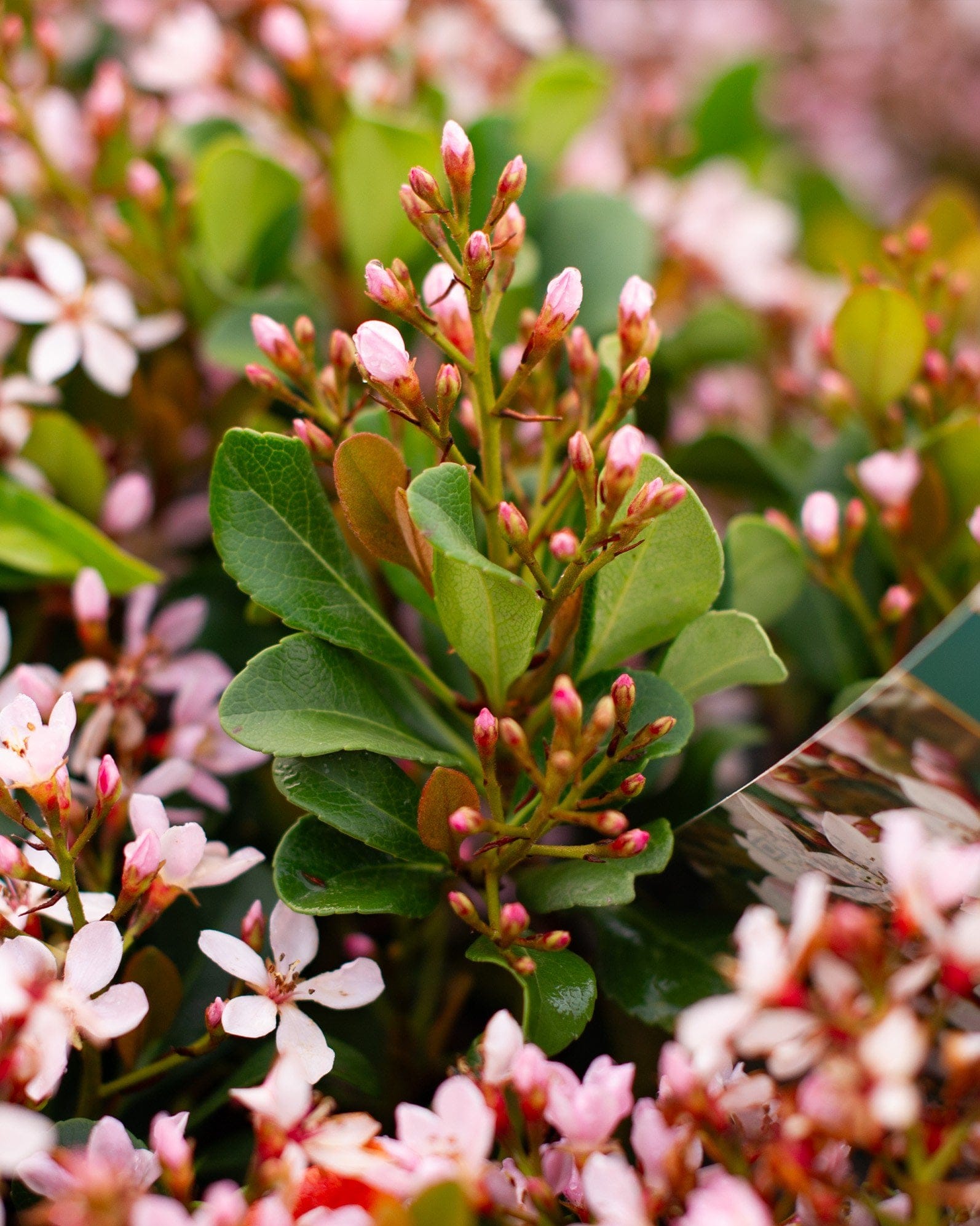 Indian Hawthorn Eleanor Tabor - view 4