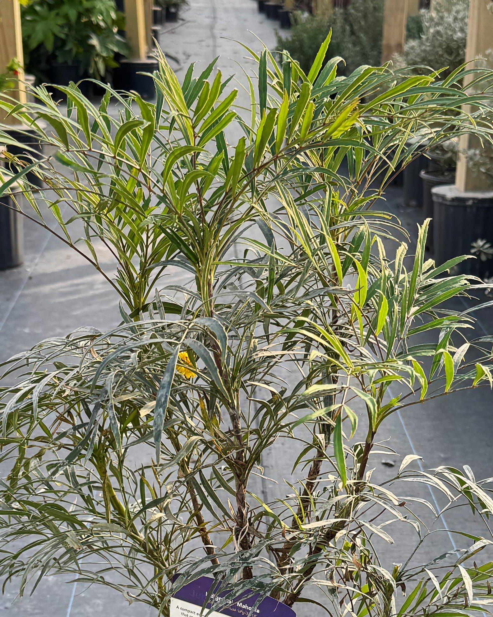 Indigo Flair Mahonia - view 2