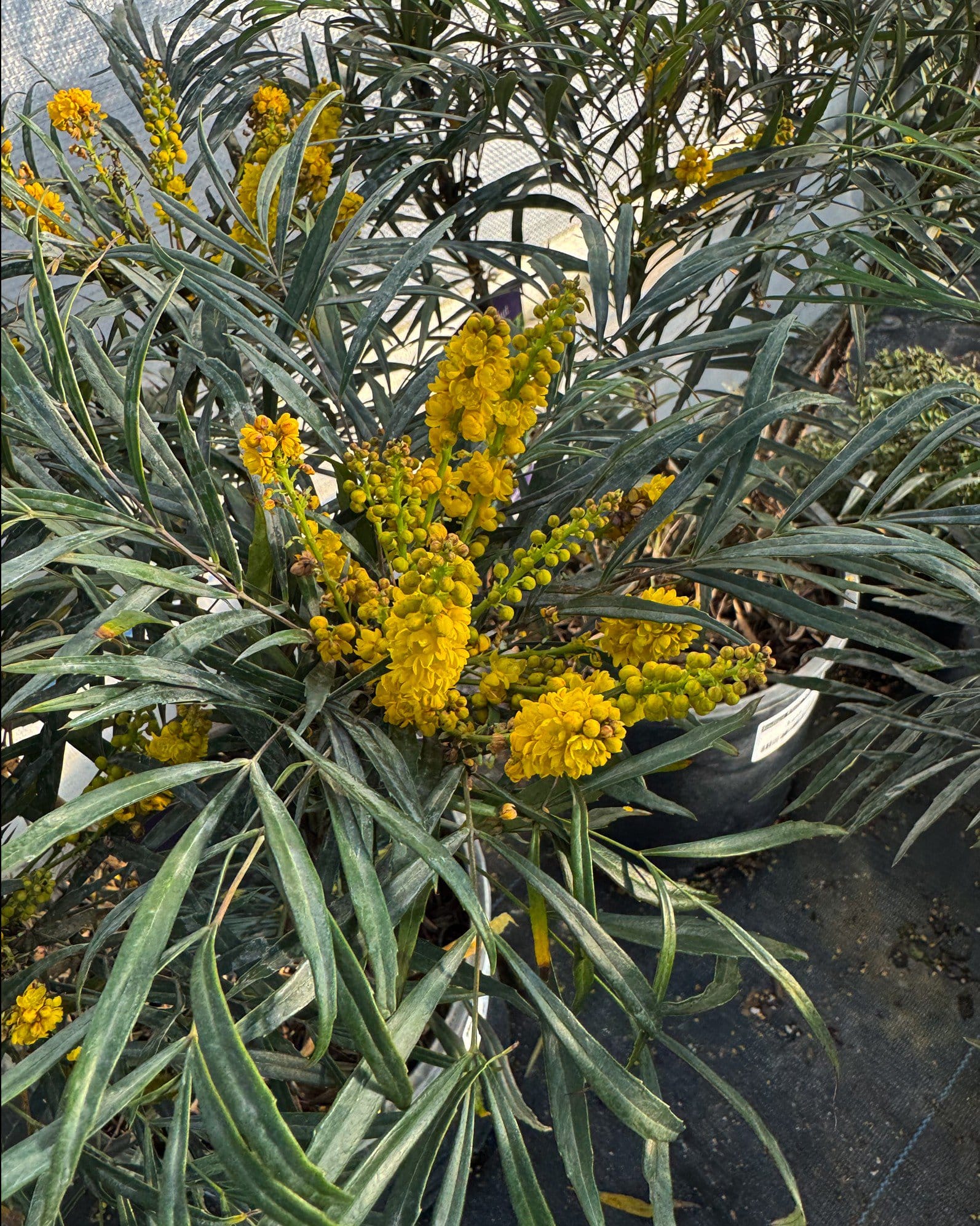 Indigo Flair Mahonia - view 5