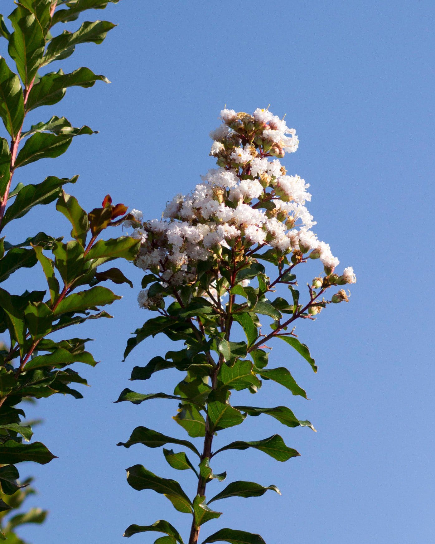 Colorama Ivory Crape Myrtle