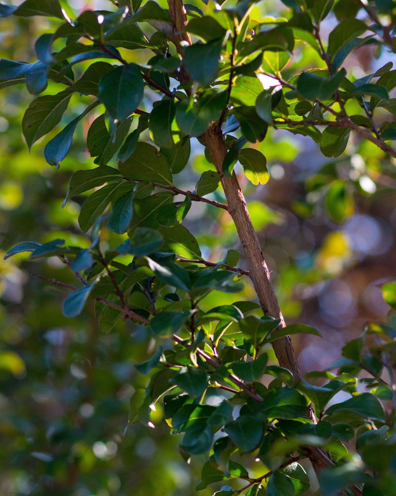 Colorama Ivory Crape Myrtle - view 4