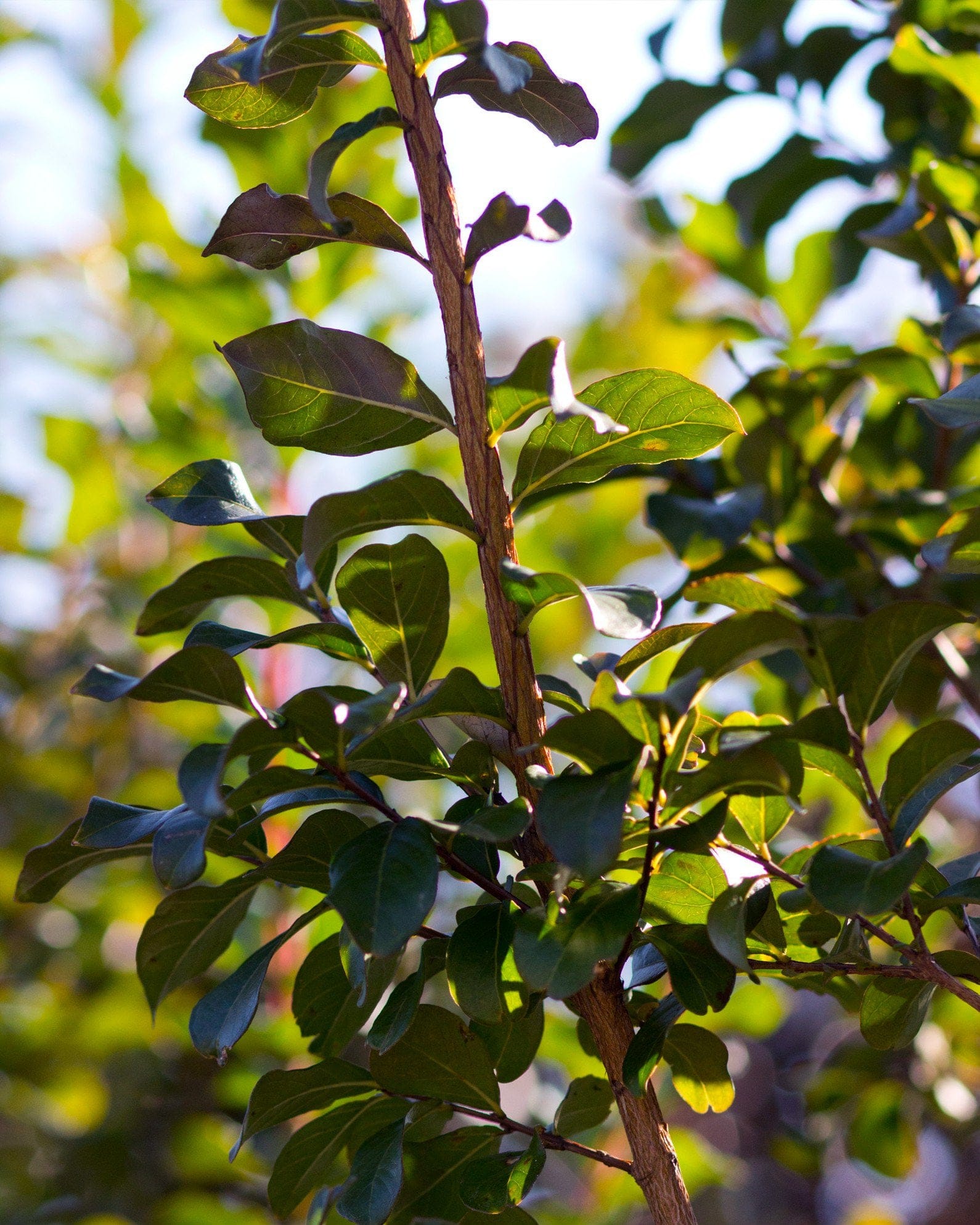 Colorama Ivory Crape Myrtle - view 5