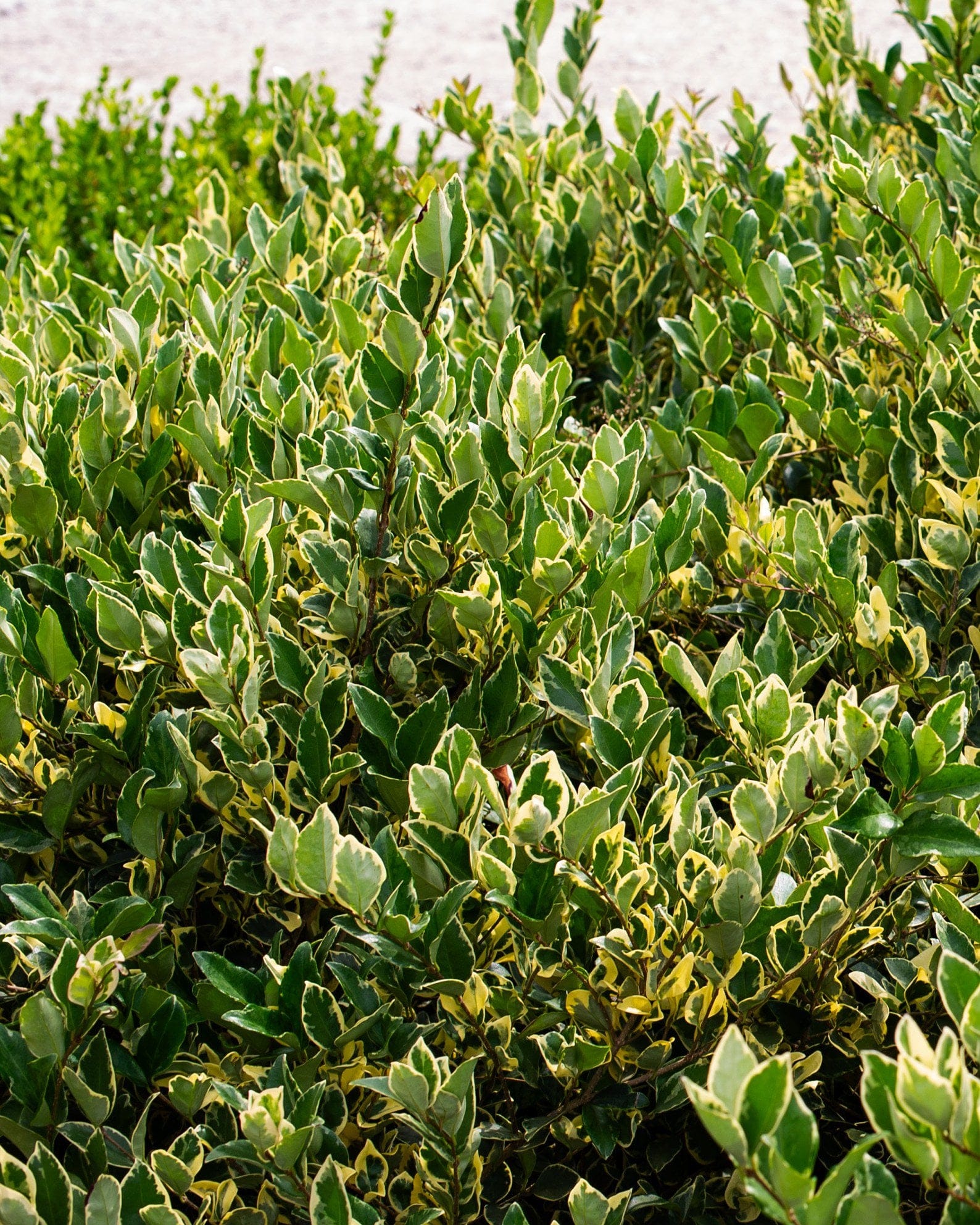 Jack Frost Ligustrum - view 2
