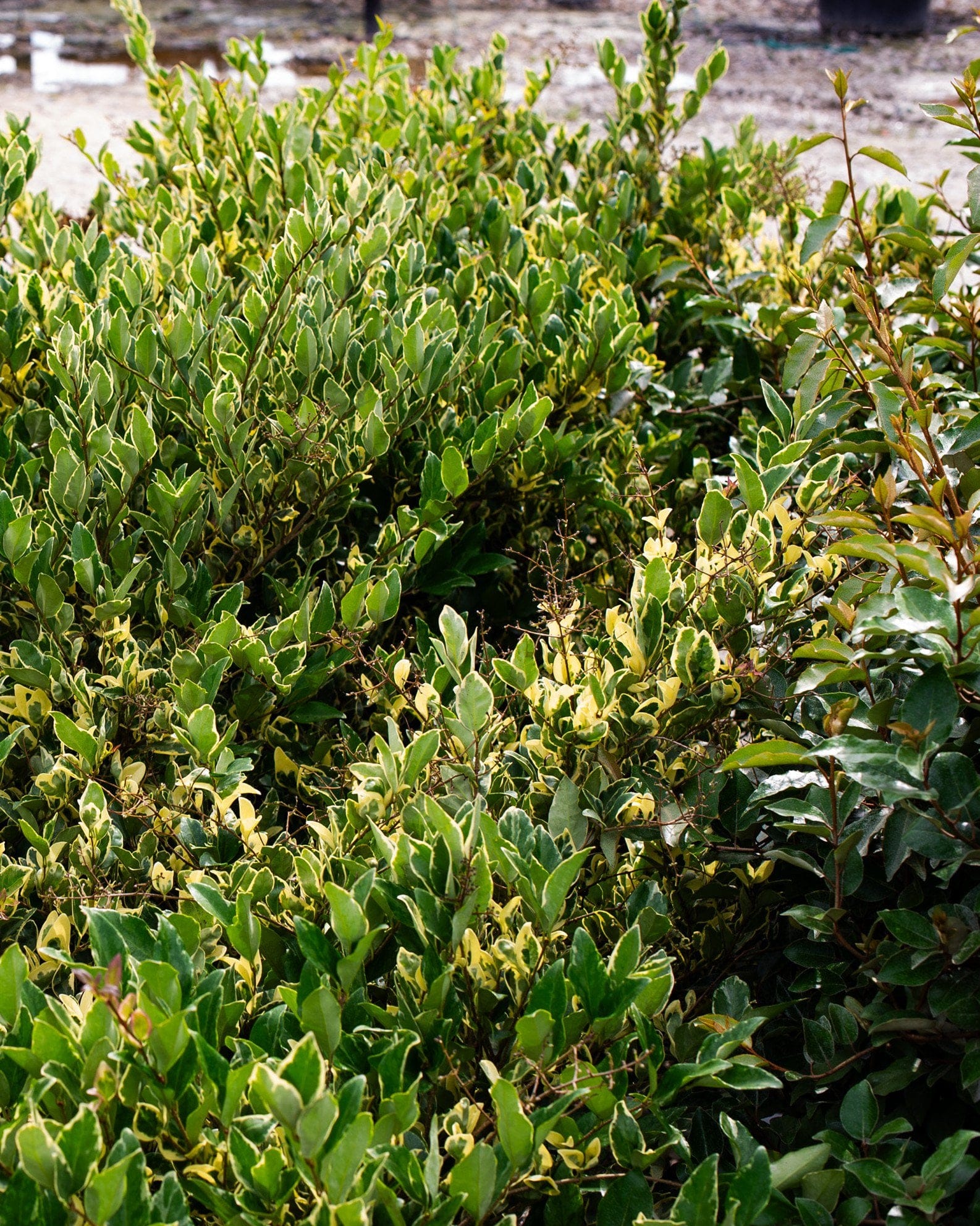 Jack Frost Ligustrum - view 3