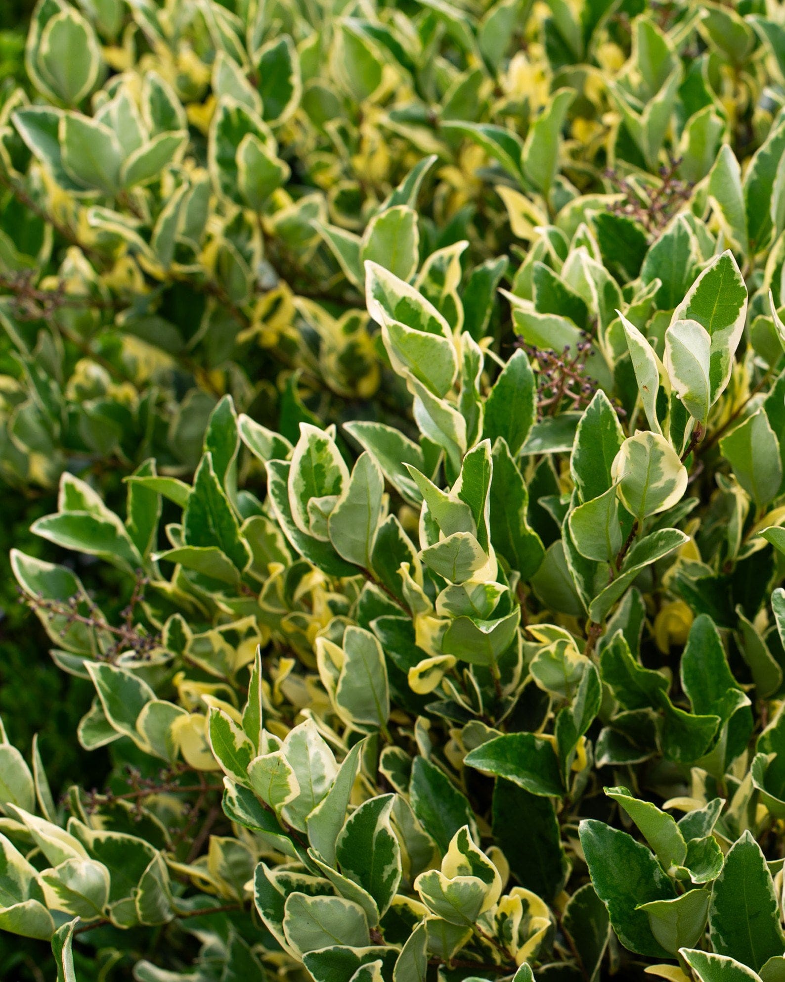 Jack Frost Ligustrum - view 4