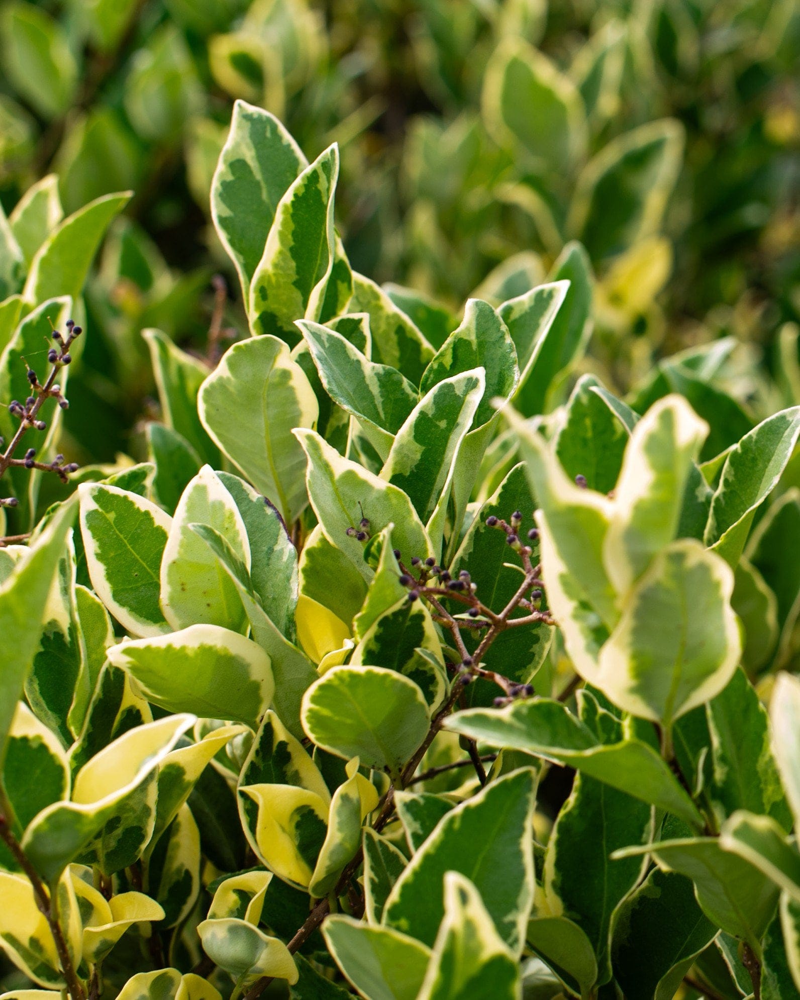 Jack Frost Ligustrum - view 5